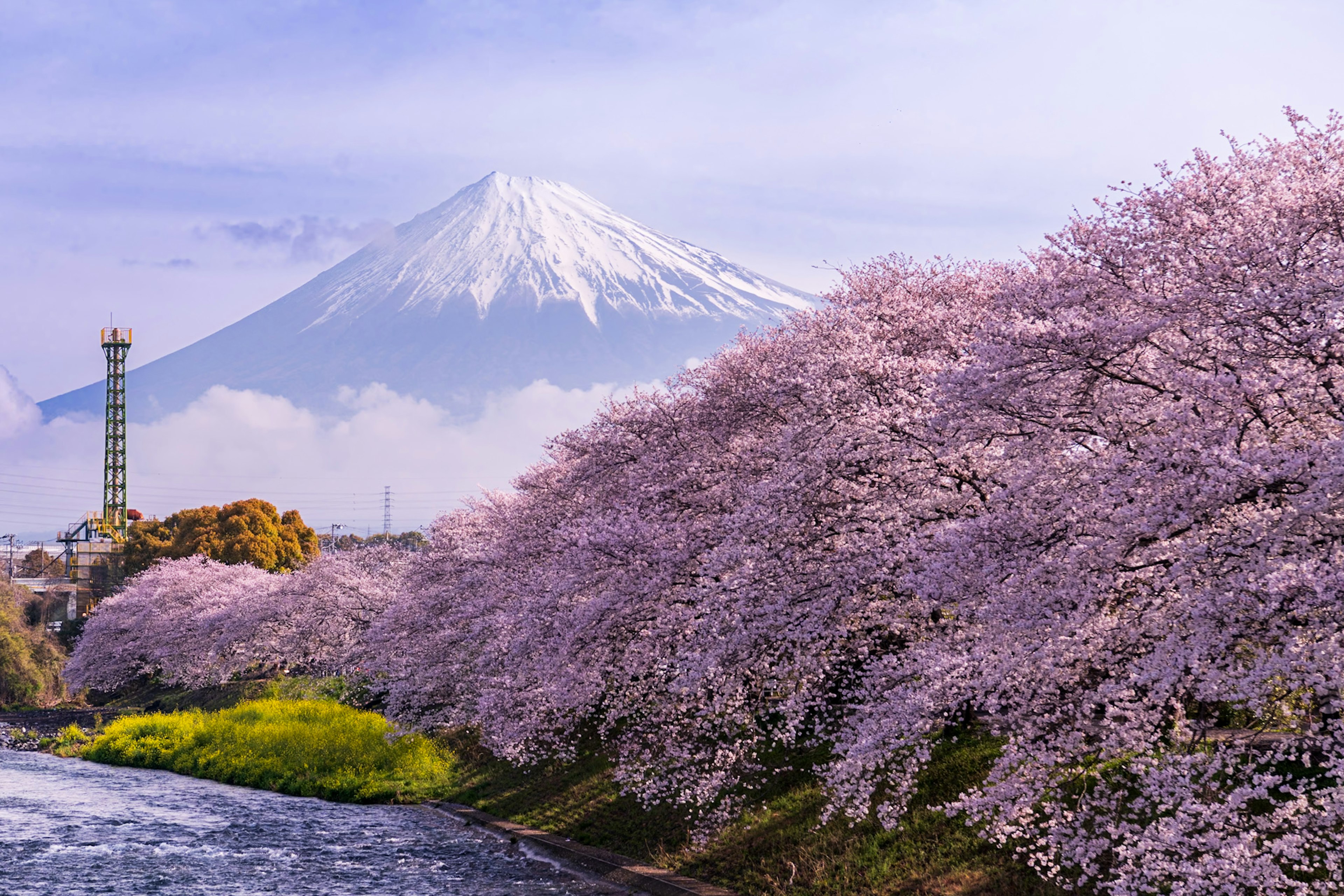 Árboles de cerezo en flor bordeando un río con el monte Fuji al fondo