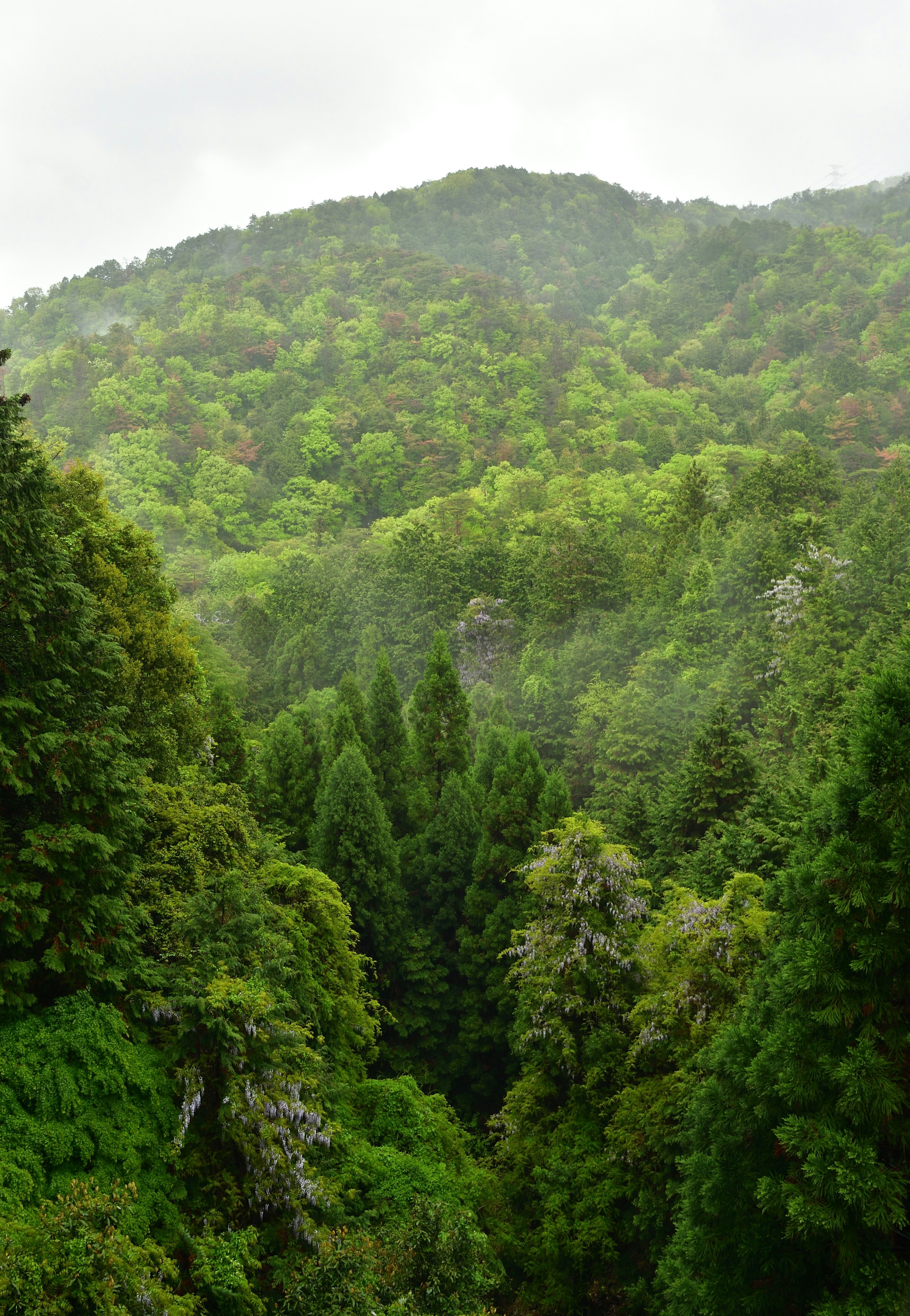 Paesaggio montano verdeggiante con scenari naturali nebbiosi