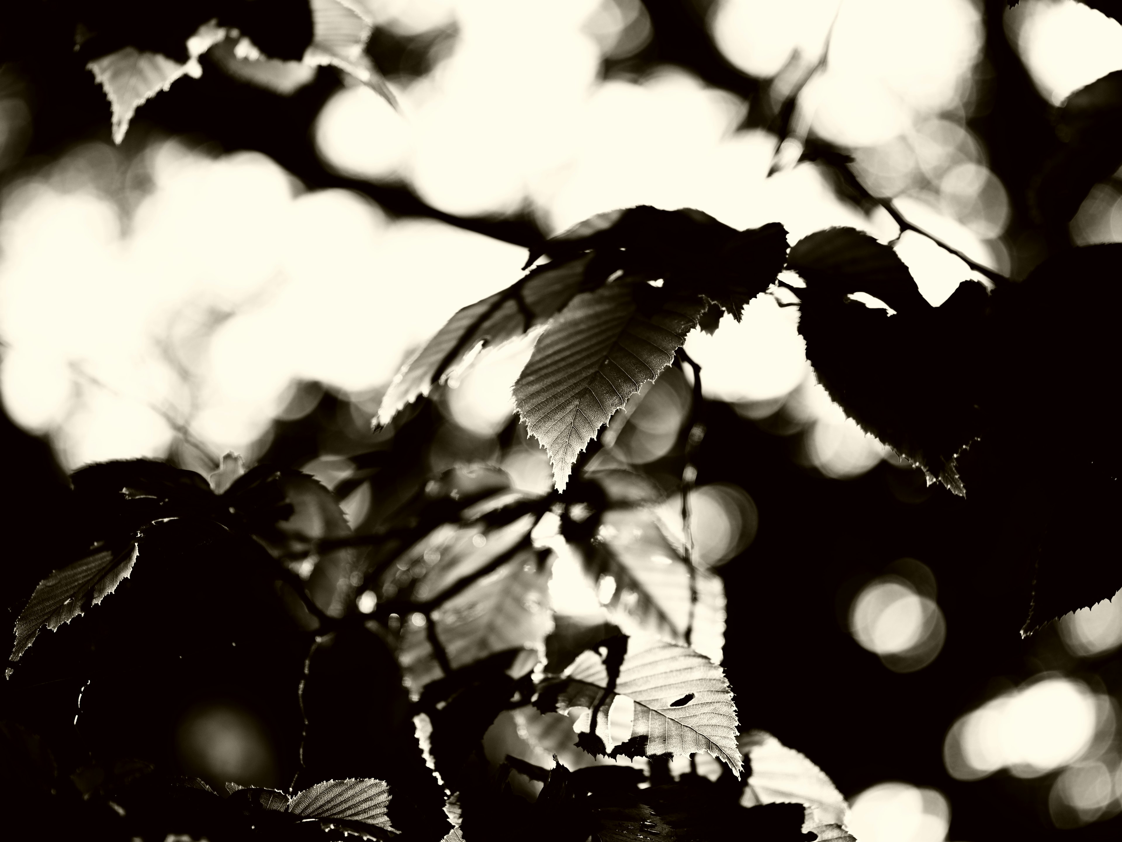 Primer plano de hojas en blanco y negro con un fondo borroso