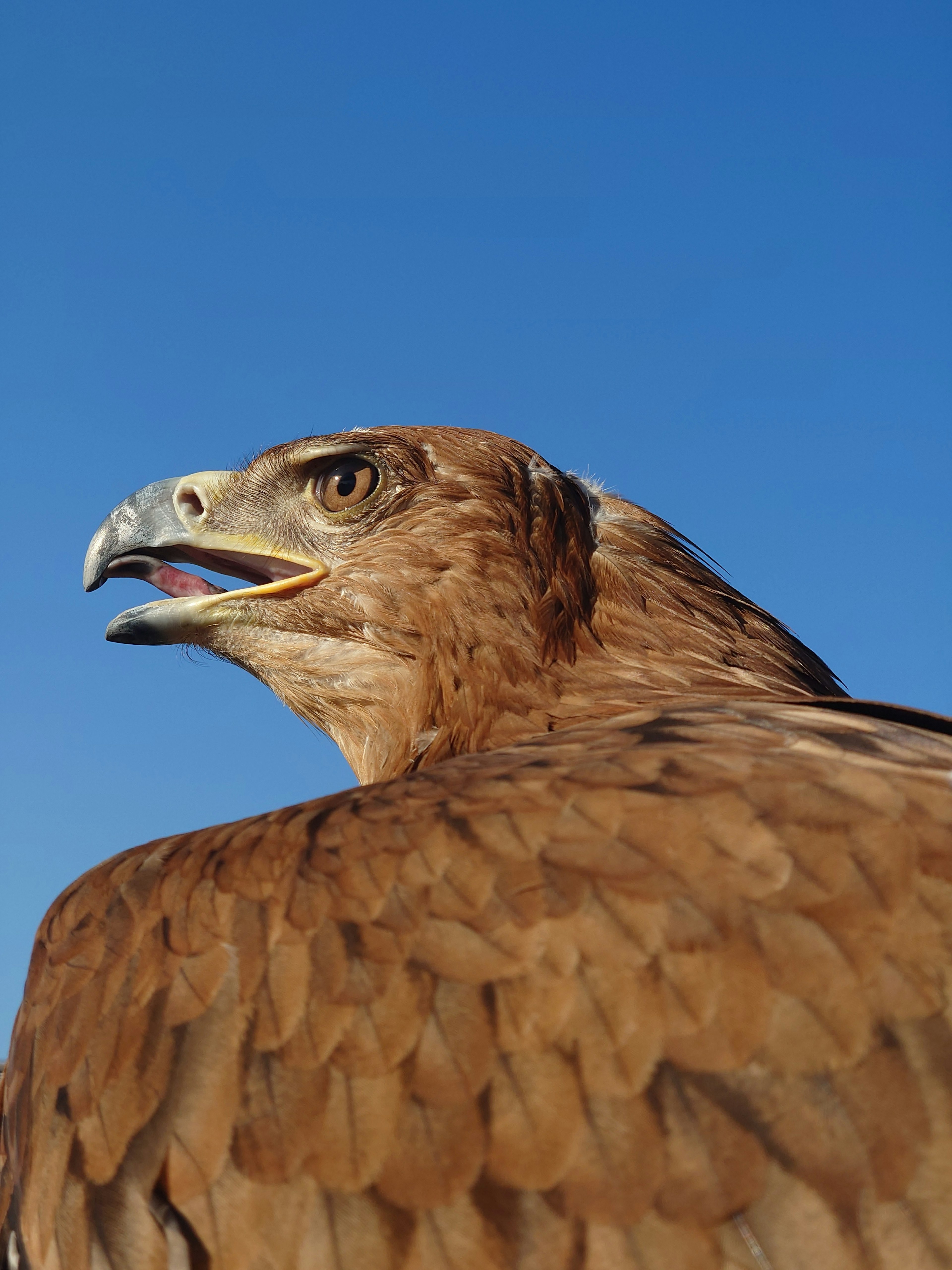 Gros plan de la tête d'un faucon sur fond de ciel bleu