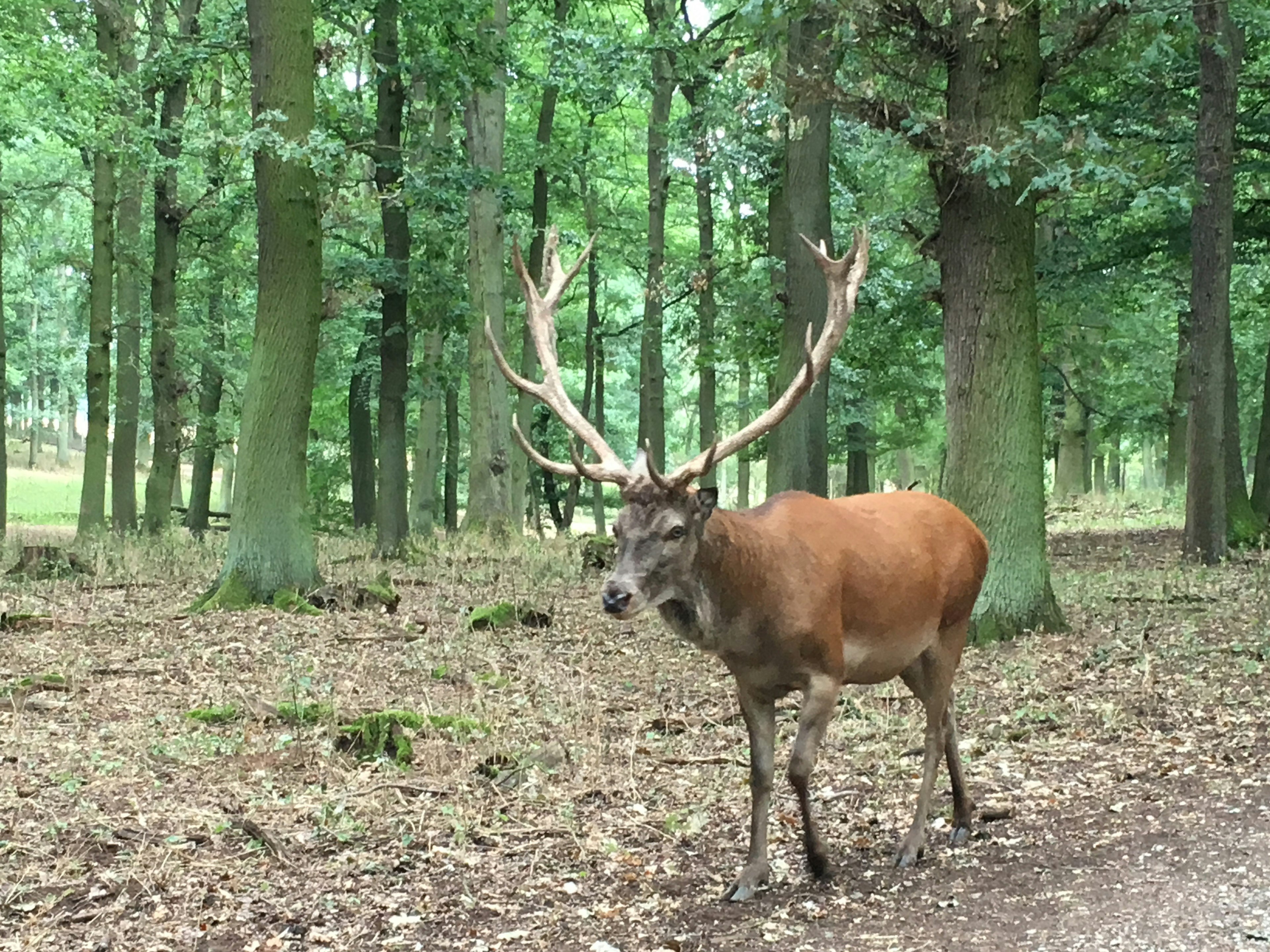 Ein großer Hirsch mit Geweihen, der in einem Wald geht