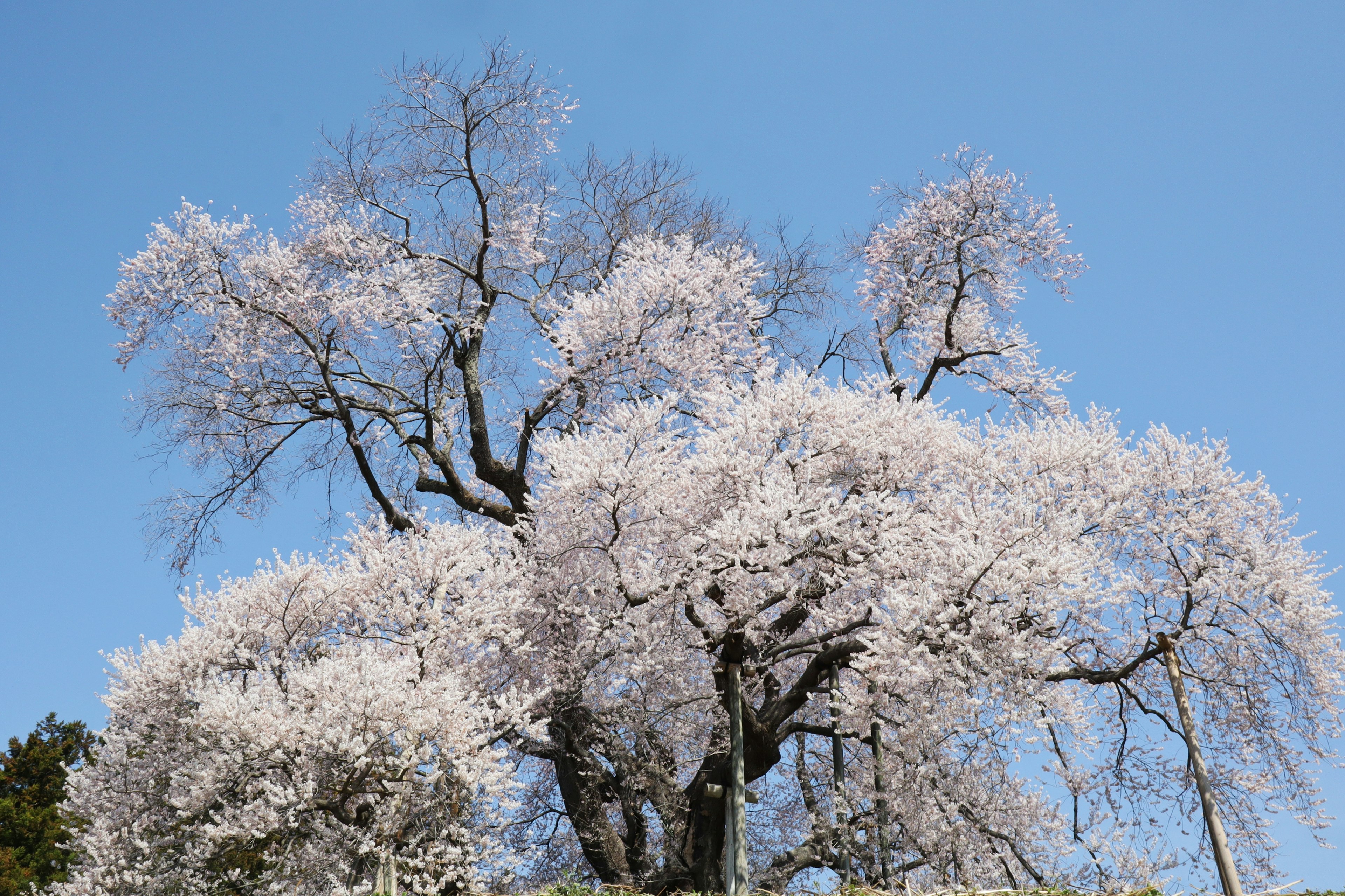 Pohon bunga sakura yang indah di bawah langit biru