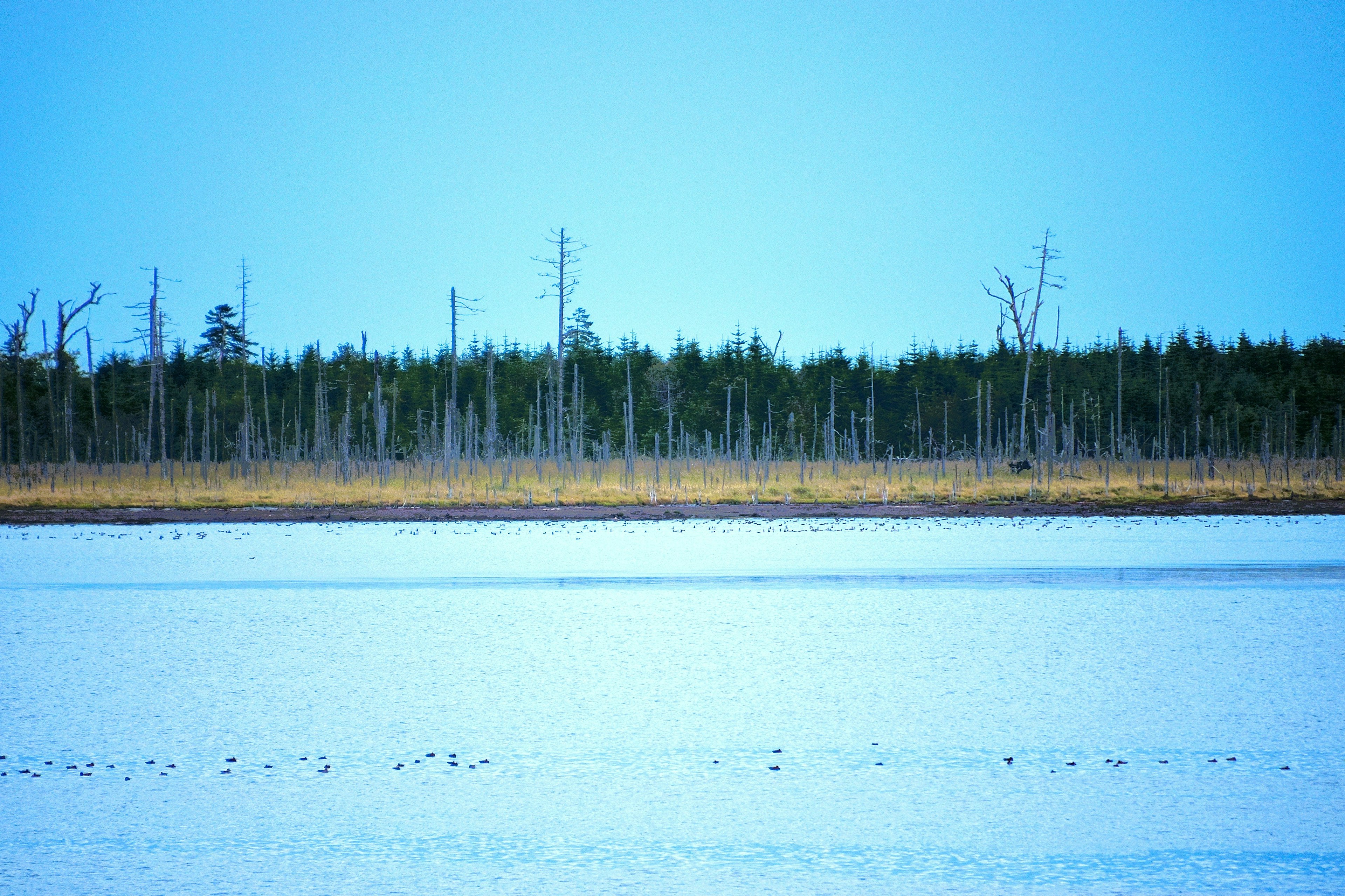 Paesaggio invernale sotto un cielo blu con superficie d'acqua ghiacciata e alberi spogli