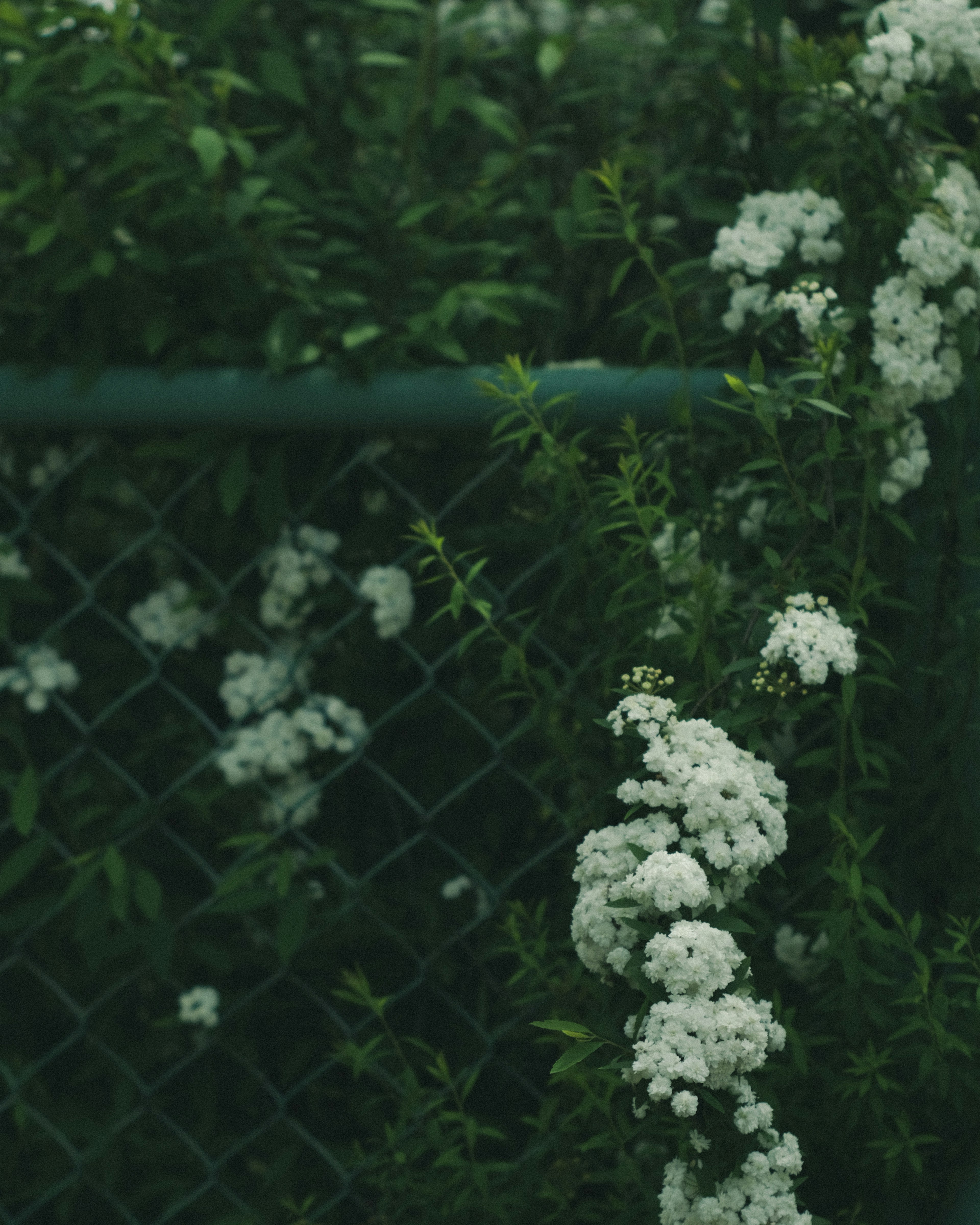 Ein Zaun, der mit weißen Blumen vor grünem Hintergrund bedeckt ist