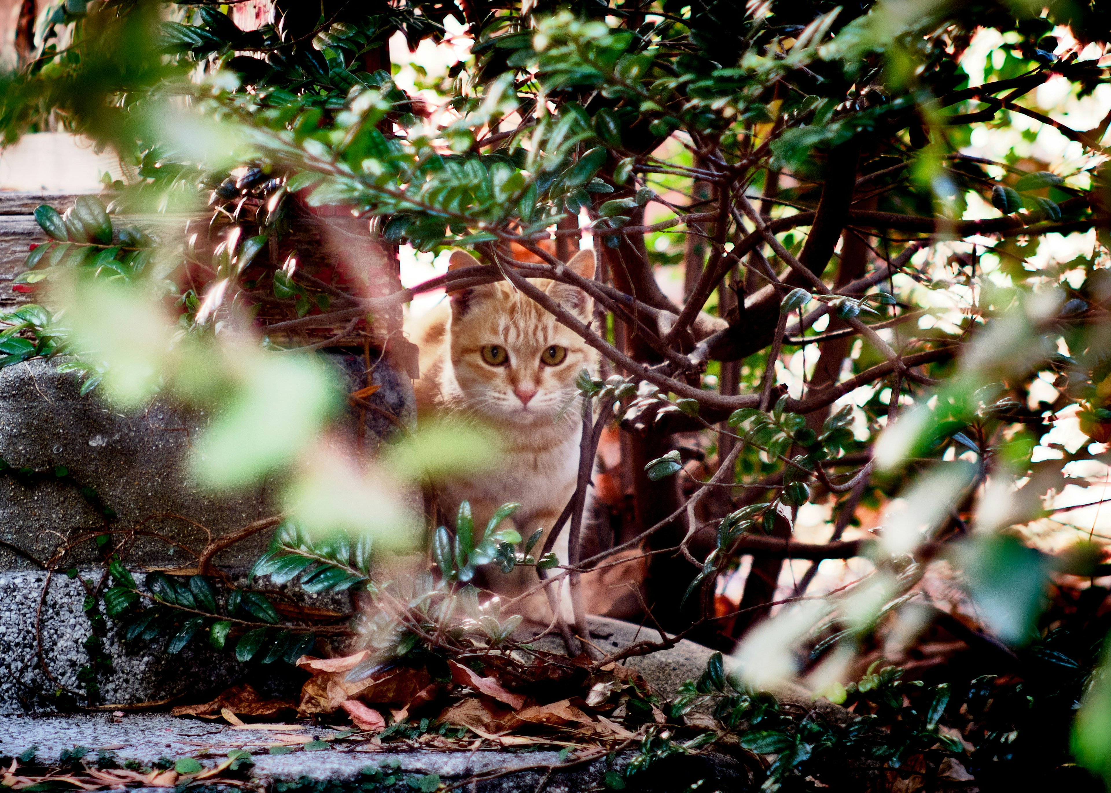 Un chat brun se cachant parmi le feuillage vert