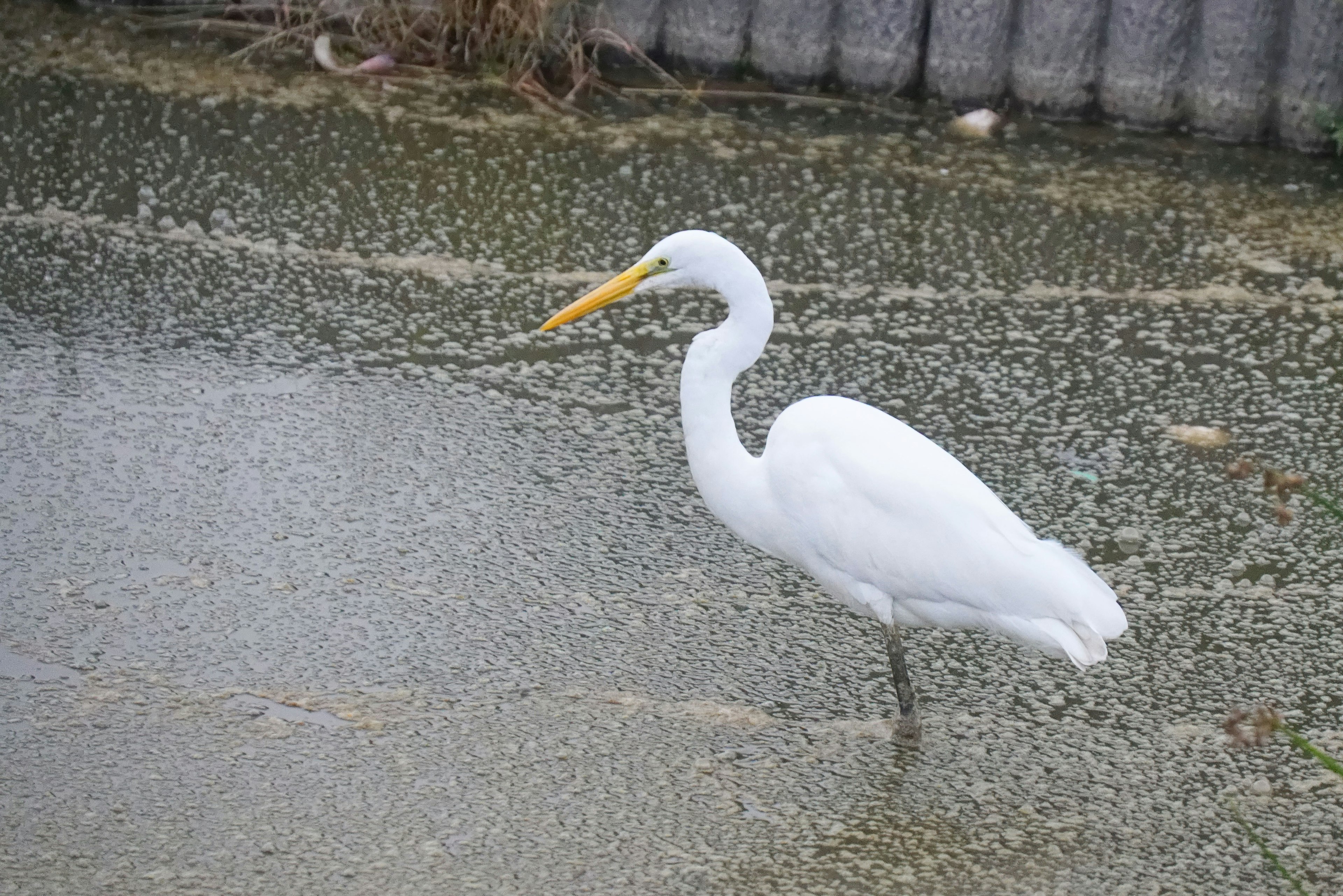 Un héron blanc se tenant sur la surface de l'eau