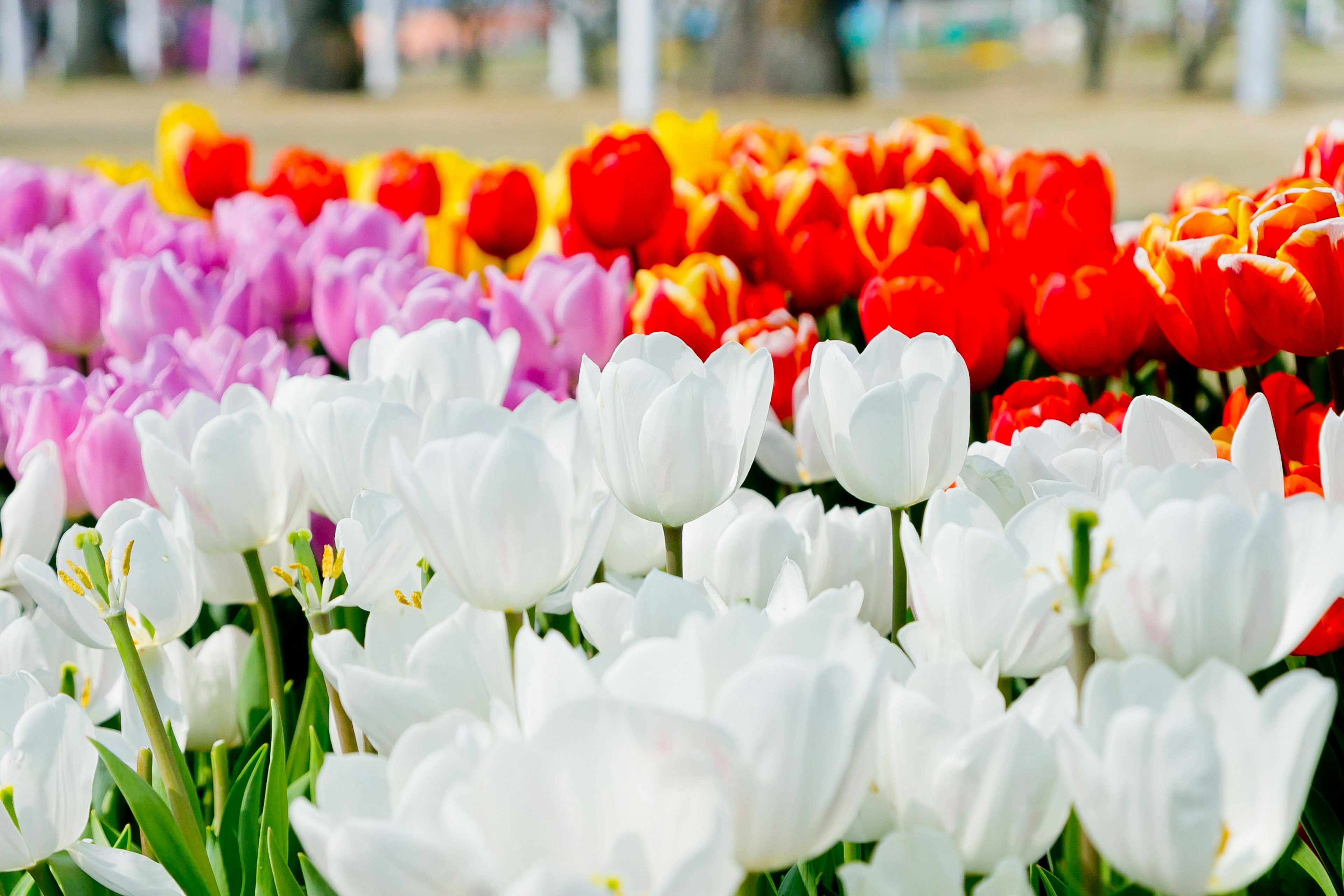 Kebun tulip berwarna-warni dengan tulip putih, ungu, dan merah tersusun rapi