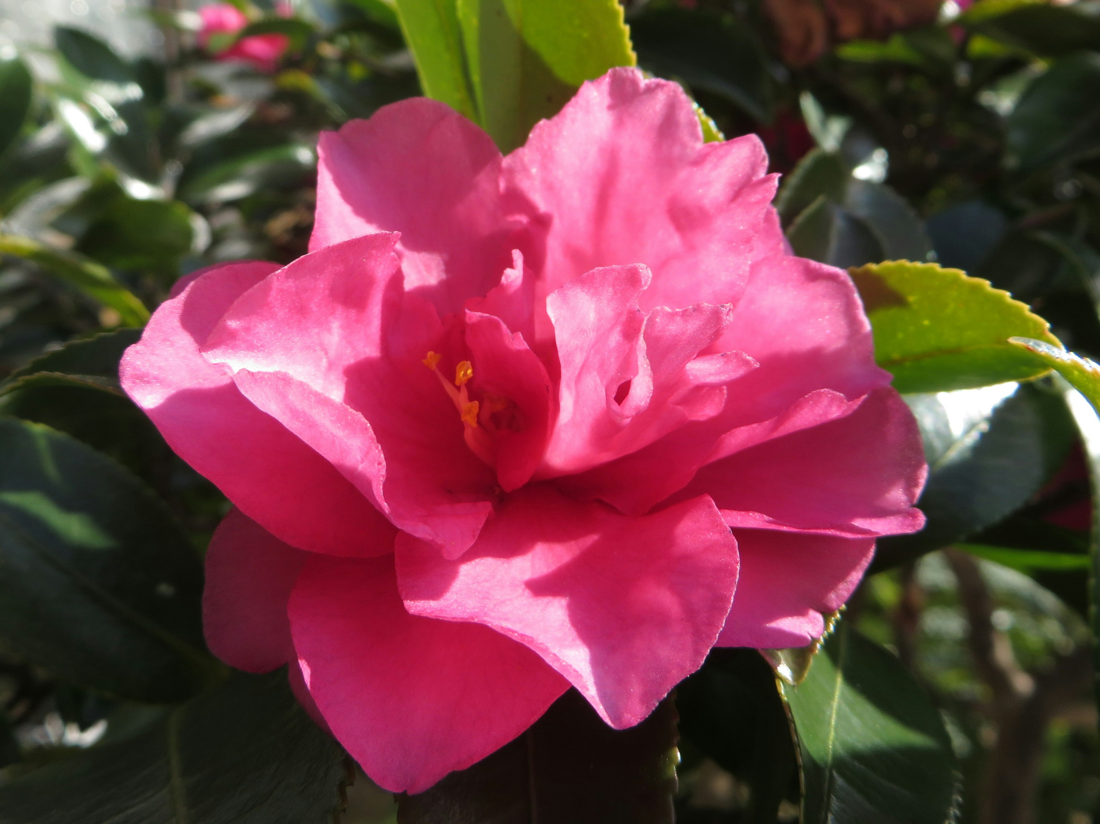 Lebendige rosa Kamelienblüte umgeben von grünen Blättern