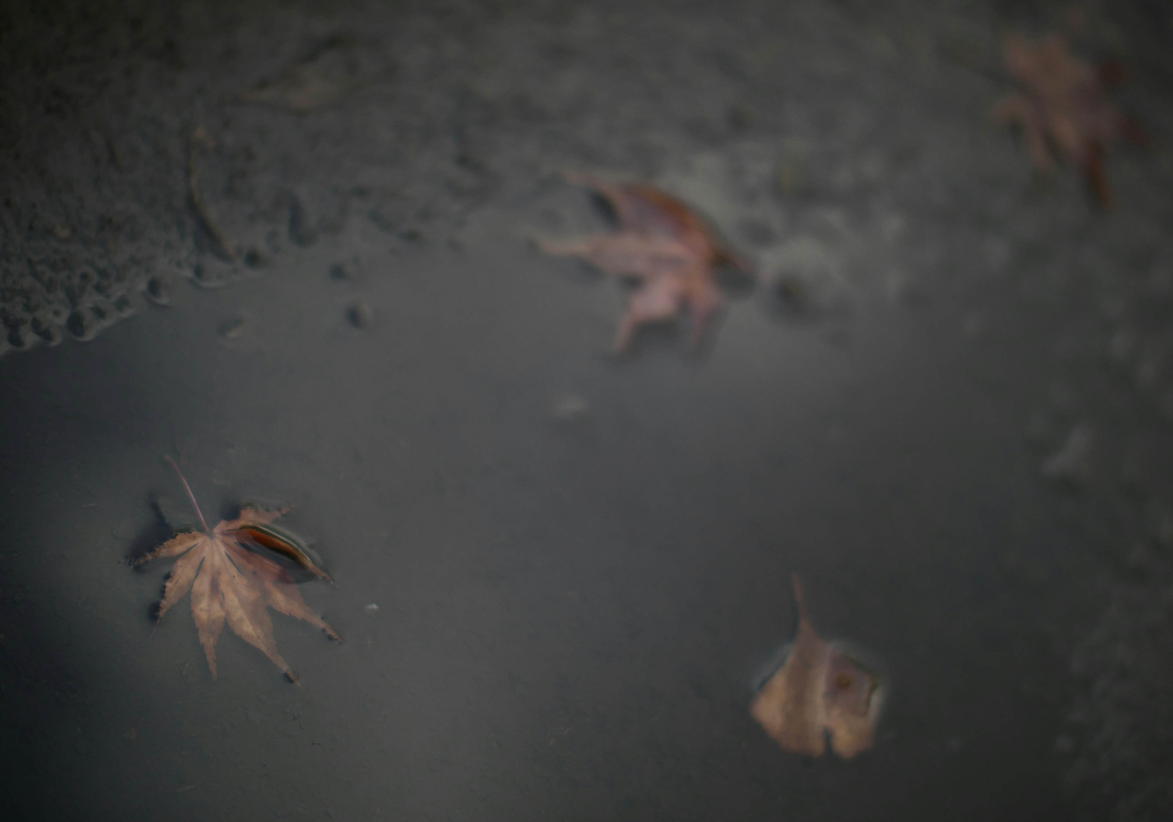 Imagen borrosa de hojas caídas flotando en un charco