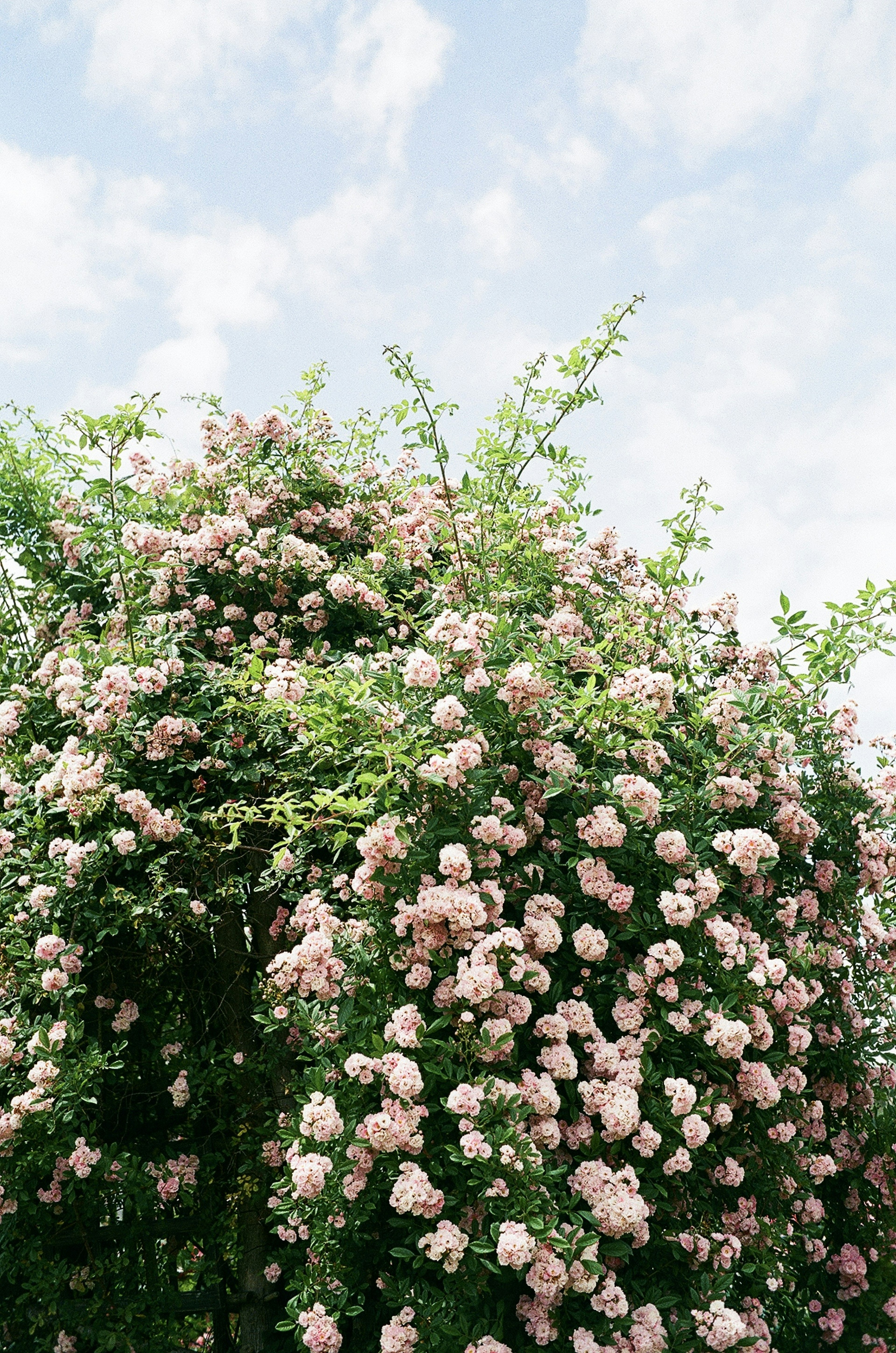 Kletterpflanze mit rosa Blumen unter einem blauen Himmel