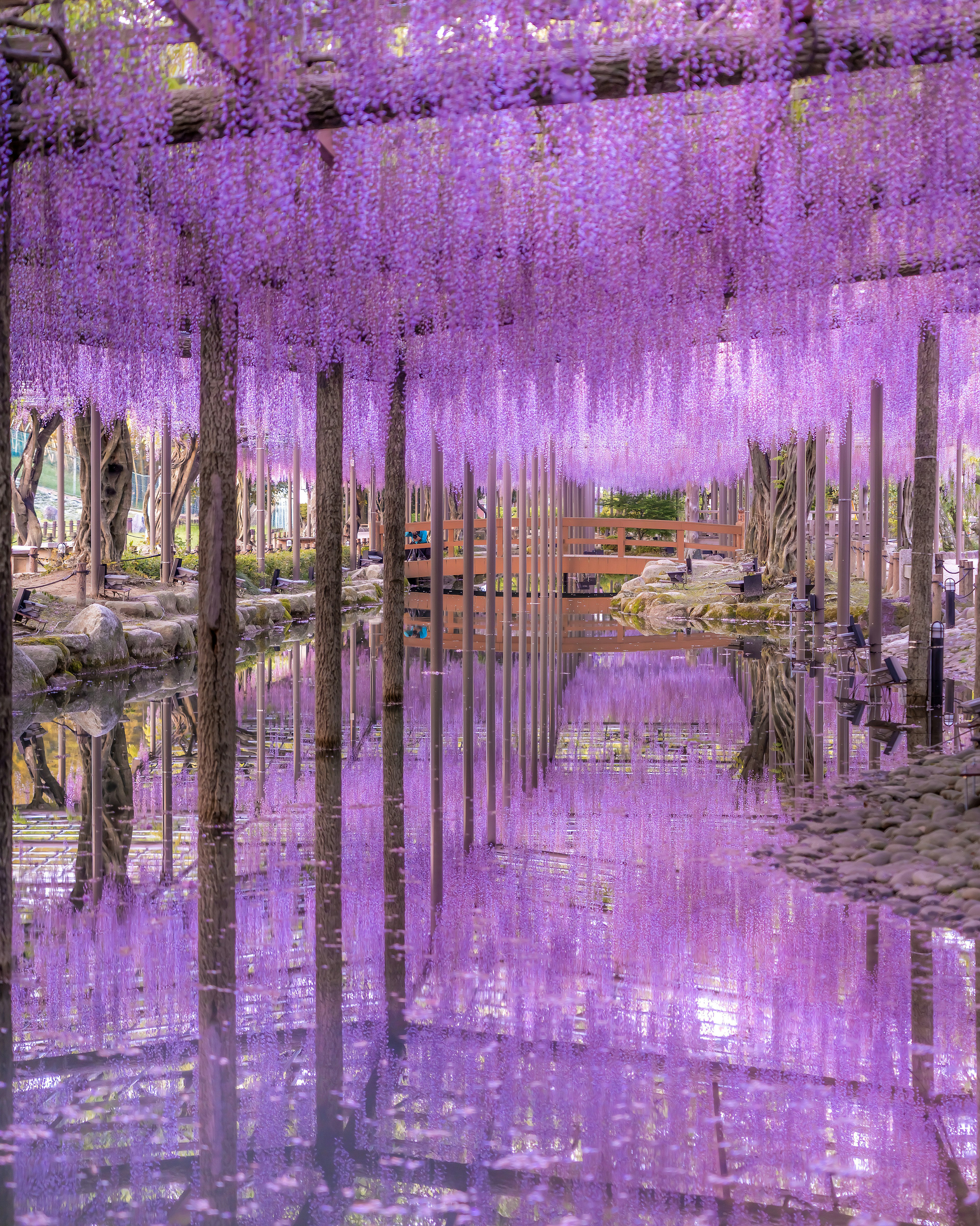 紫色の藤の花が満開の風景で、池に映る美しい反射が特徴的