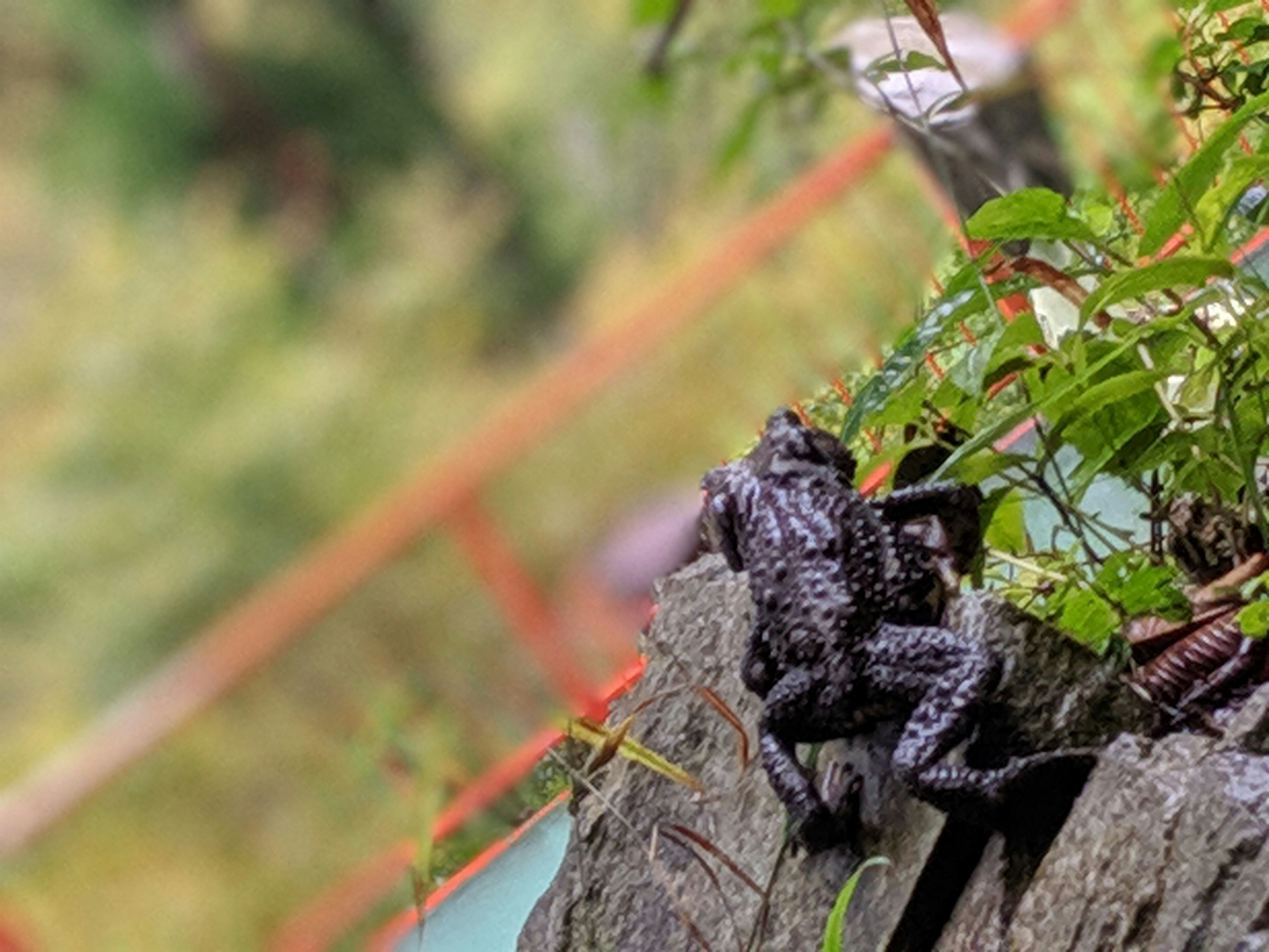 A black frog perched on a rock surrounded by green plants