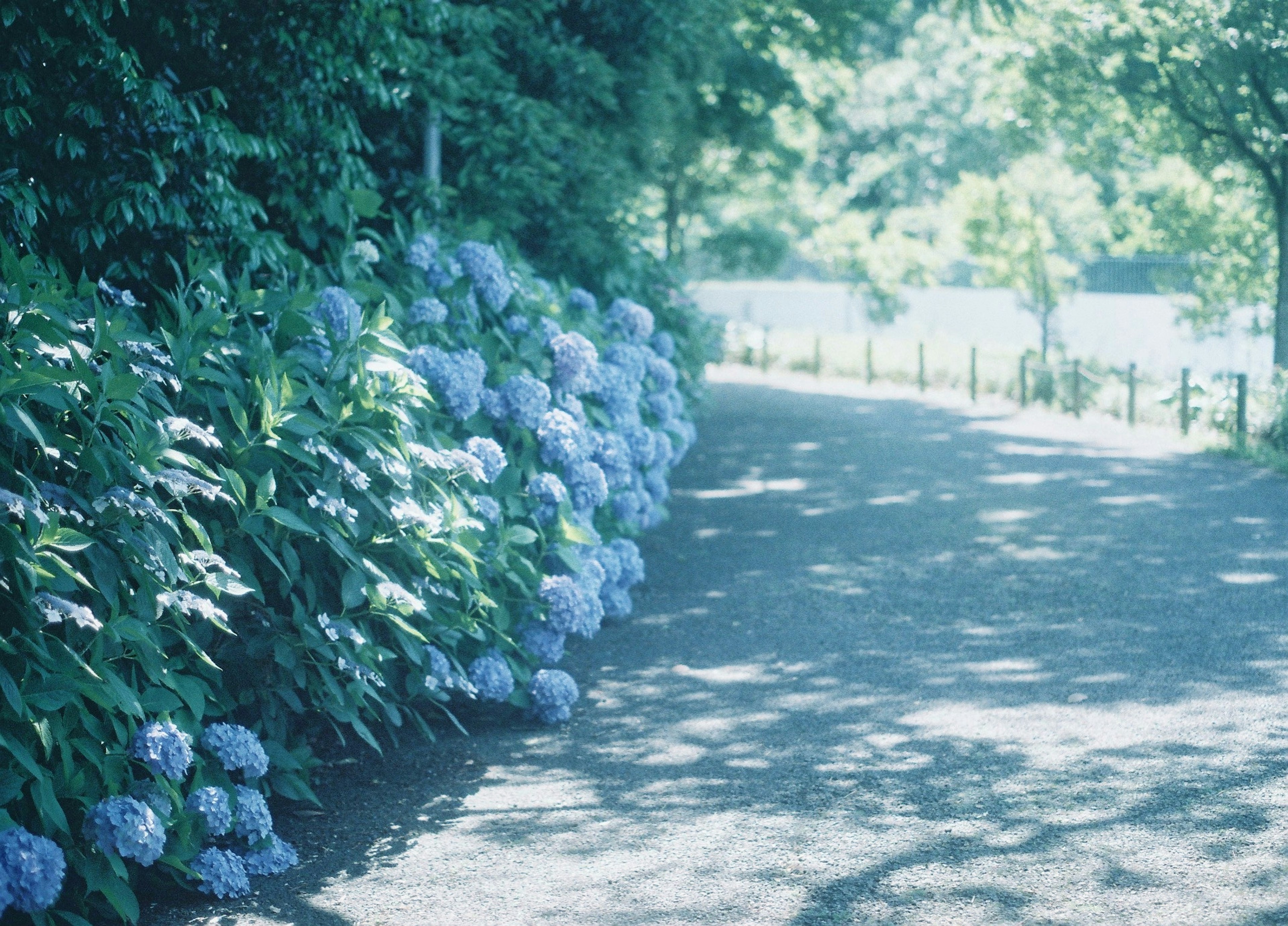 青い紫陽花が咲く道の風景