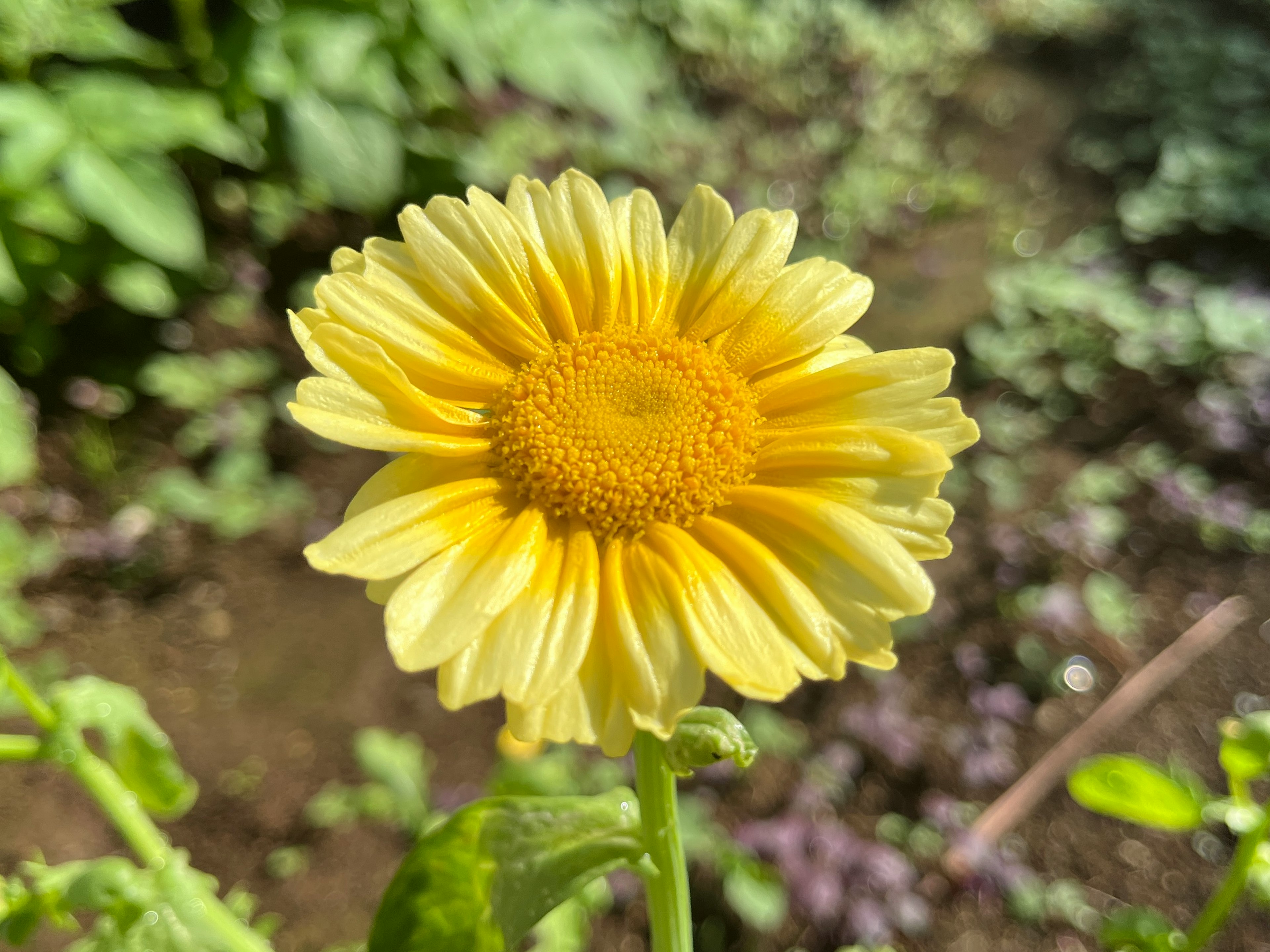 Primo piano di un fiore giallo vibrante in un giardino