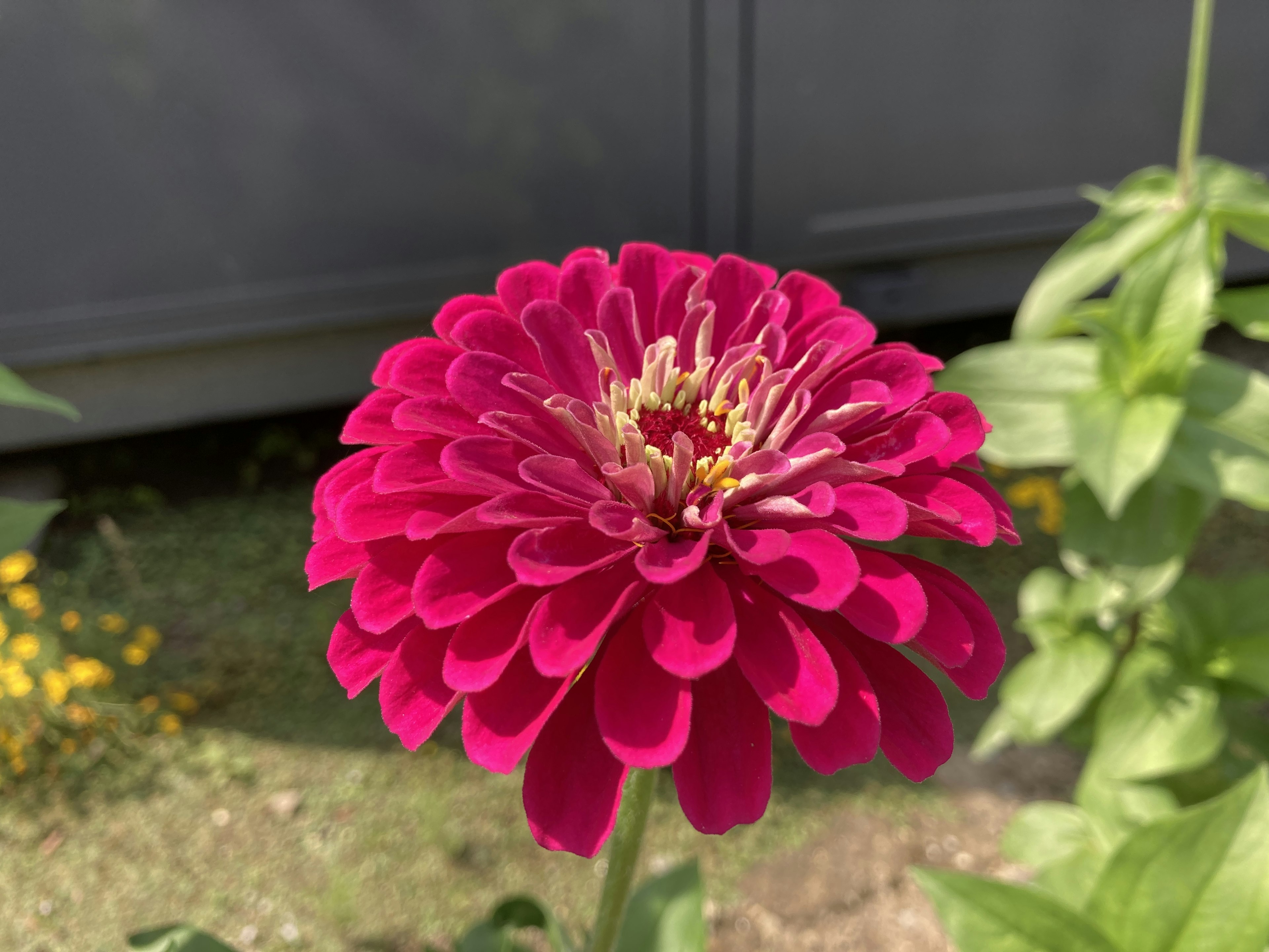 Vibrant pink zinnia flower in full bloom