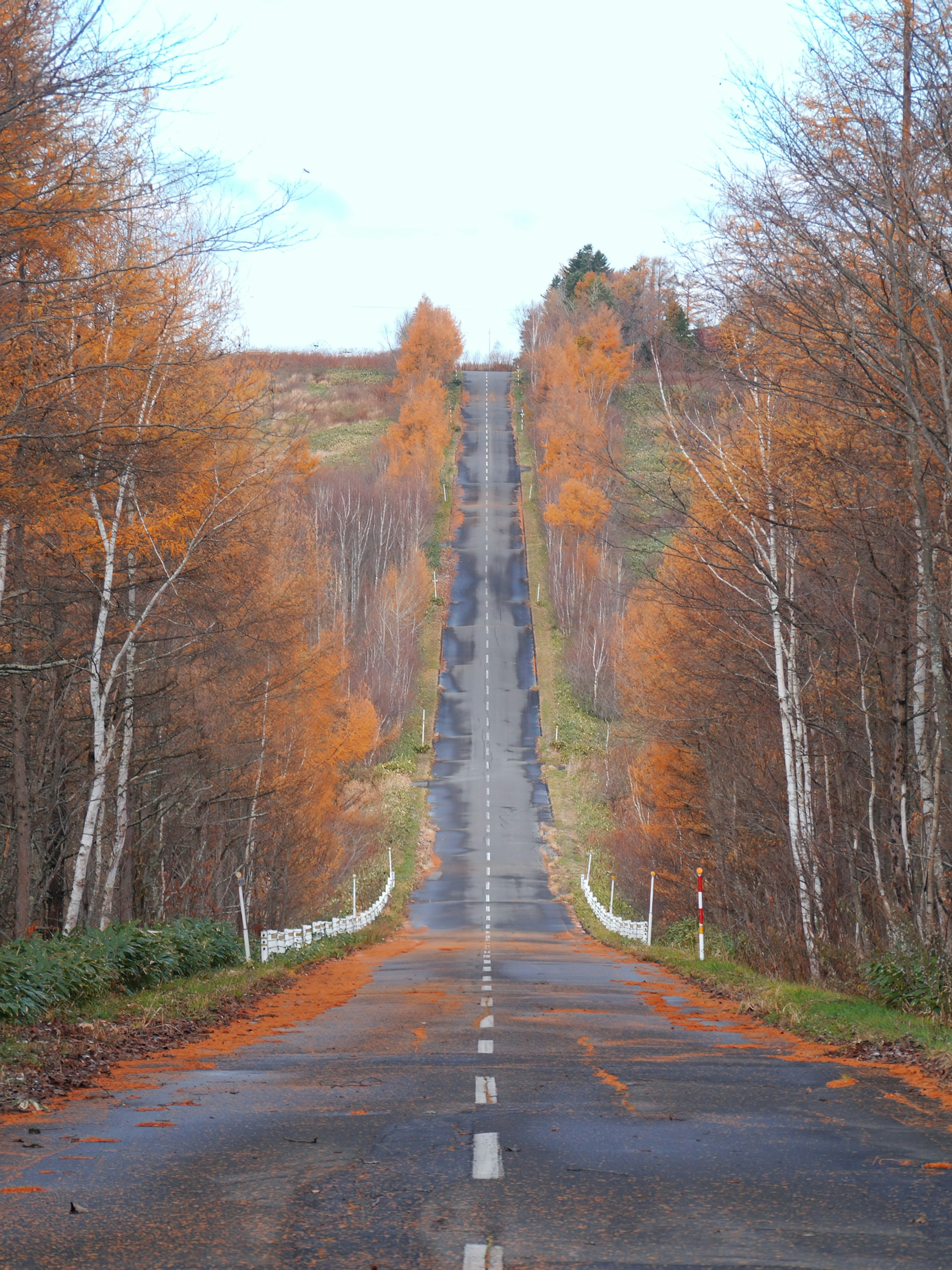 Una lunga strada asfaltata circondata da alberi con foglie arancioni in un bellissimo paesaggio autunnale