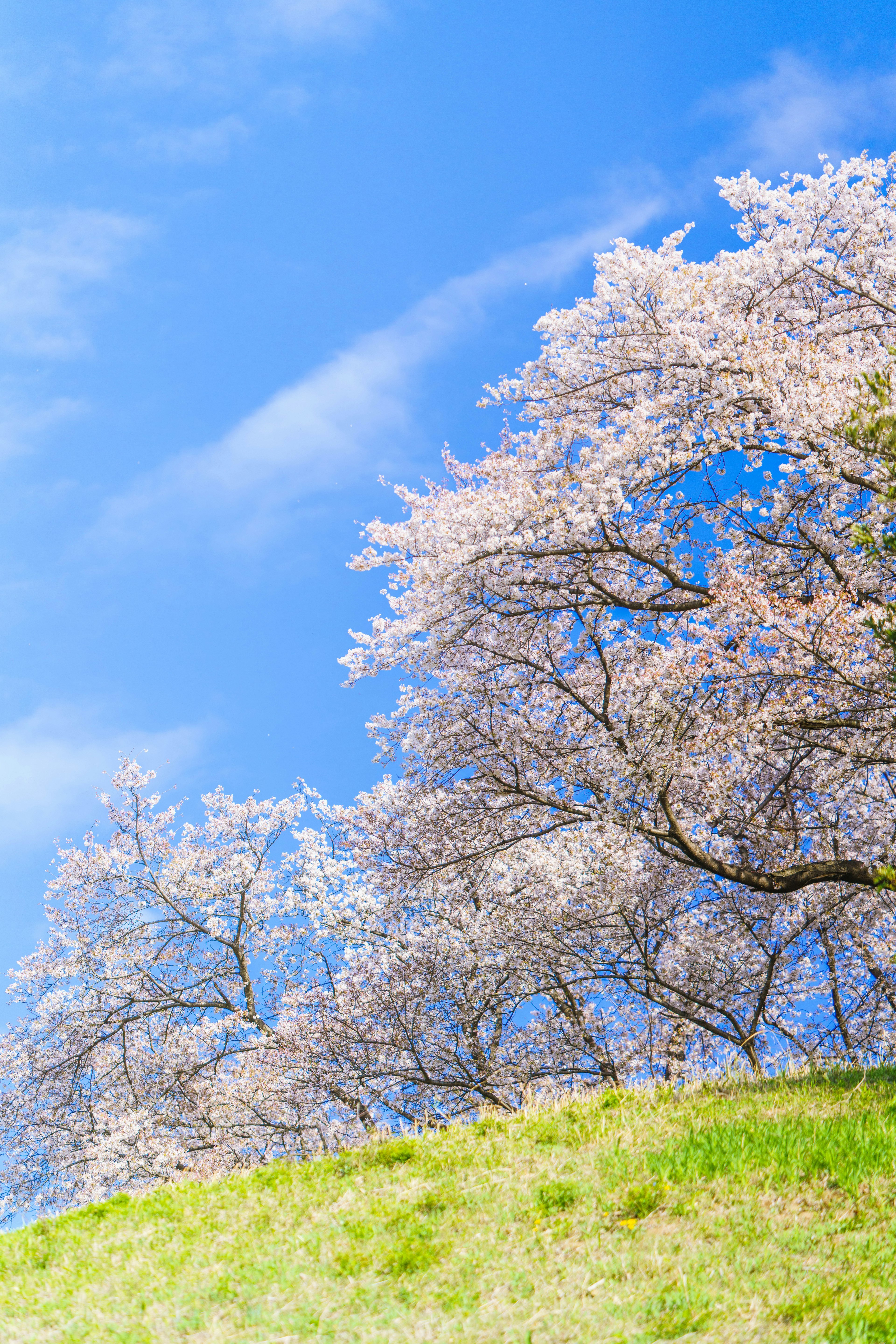 青空の下に咲く桜の木と緑の草地