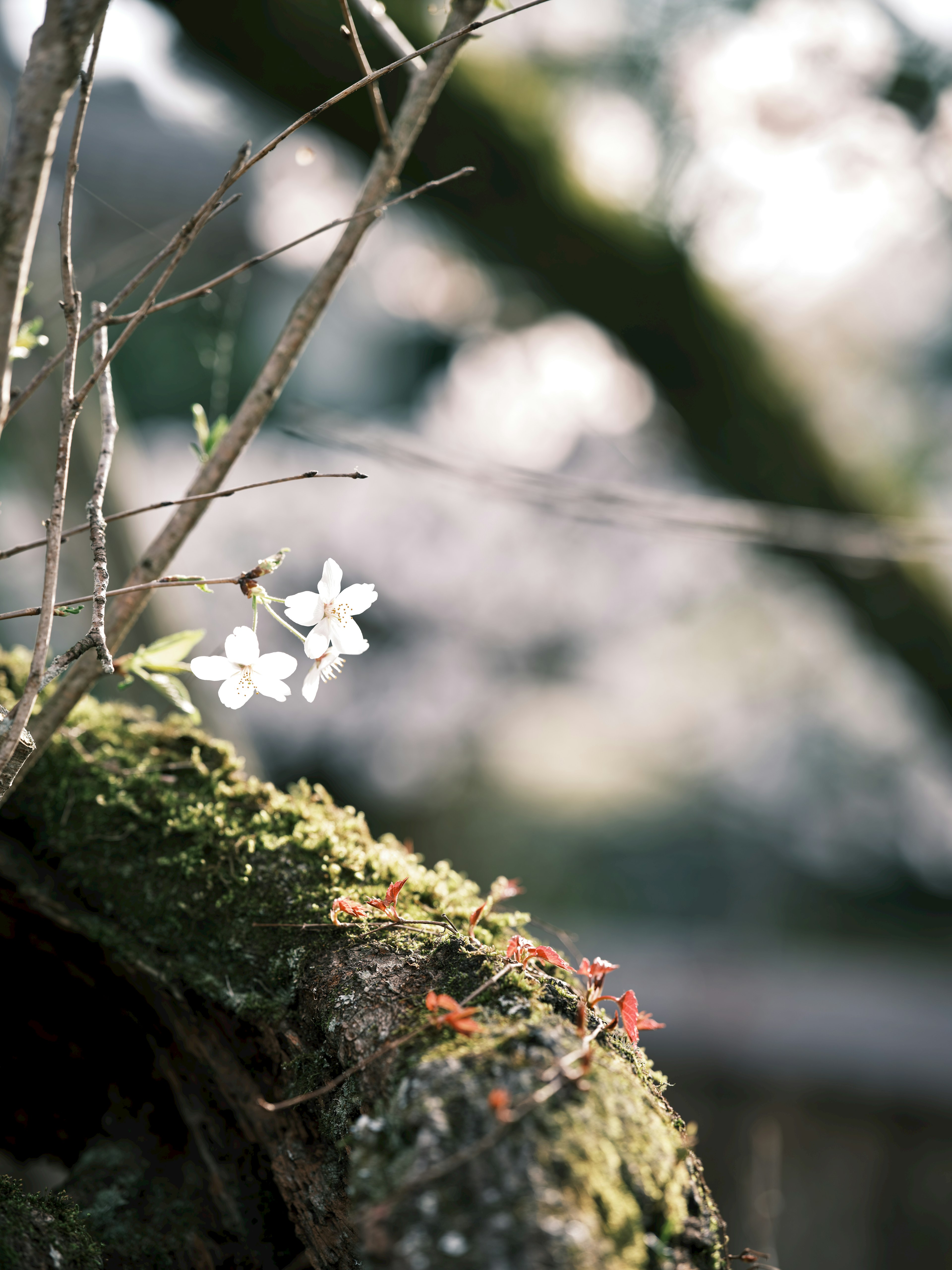 Acercamiento de flores blancas en un tronco de árbol cubierto de musgo