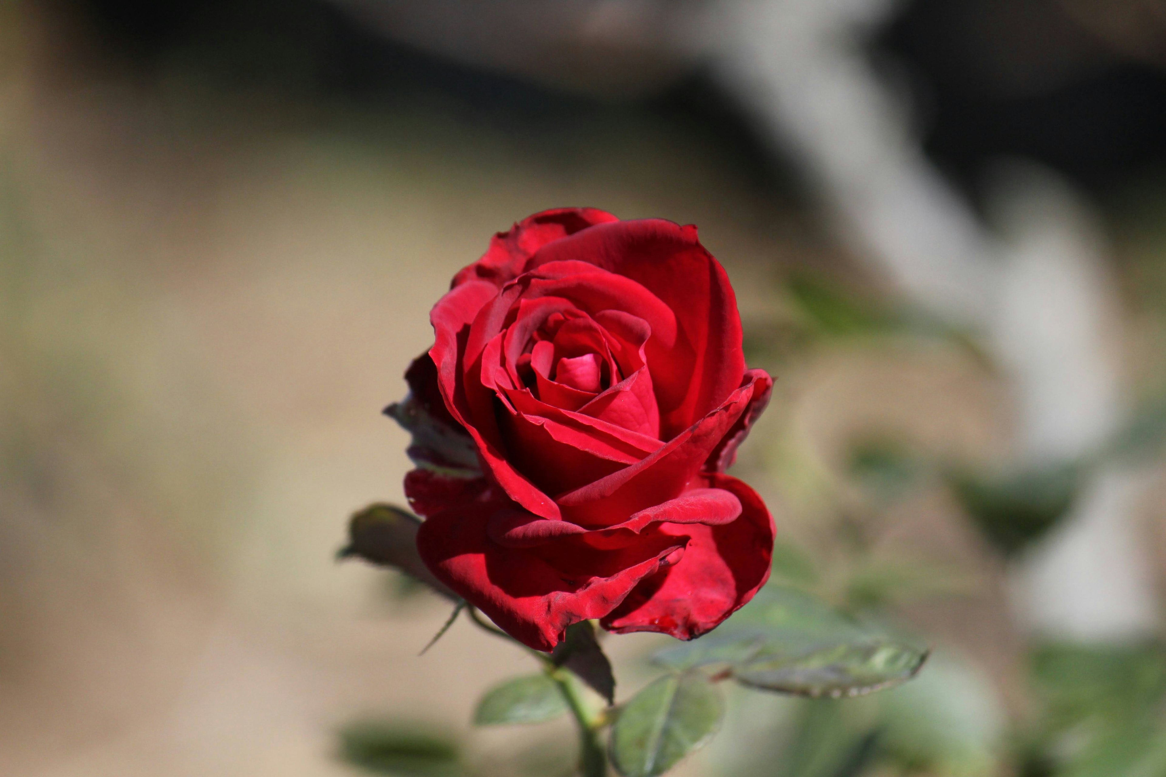 Una vibrante rosa rossa visibile tra le foglie