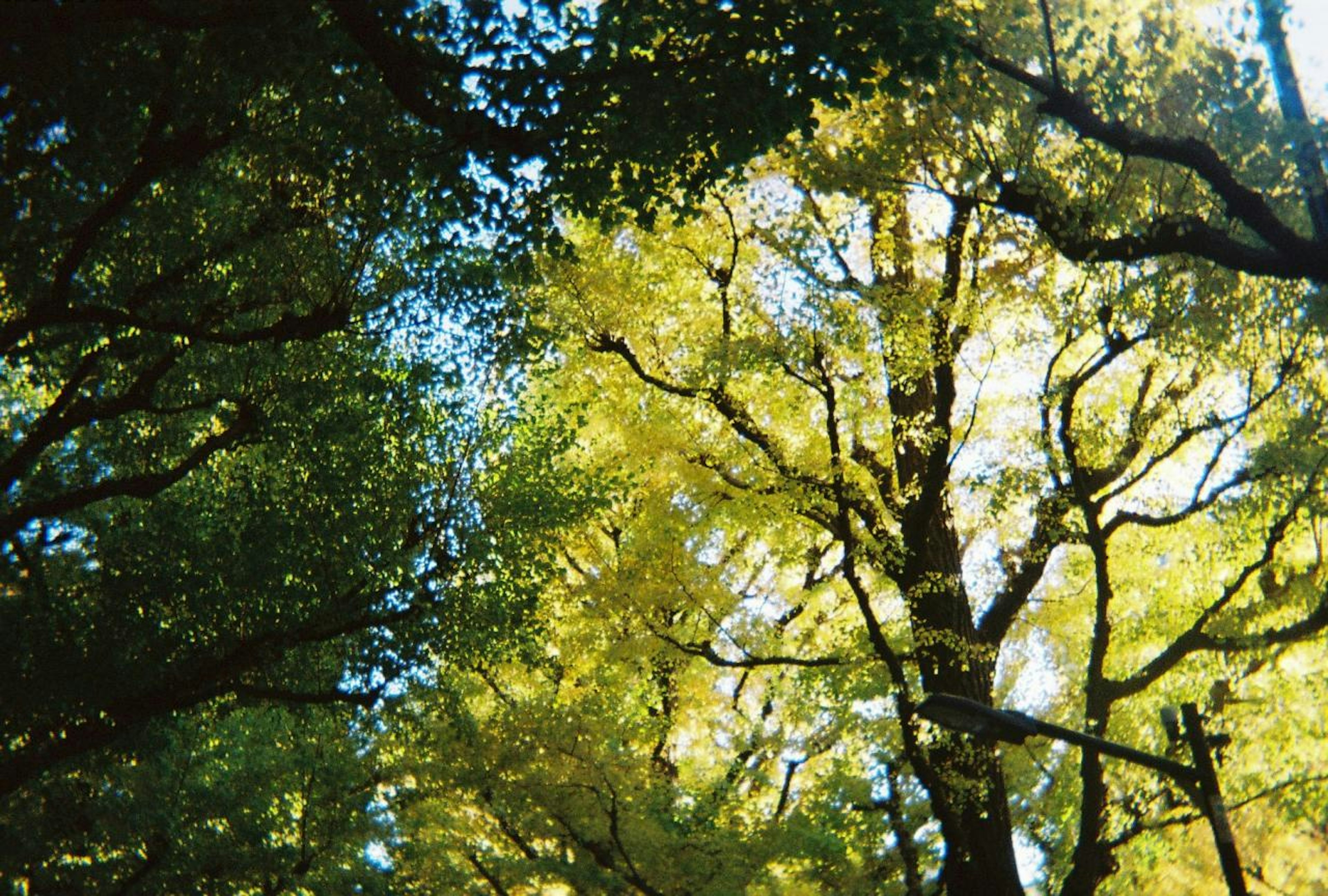 Bright light filtering through lush green trees