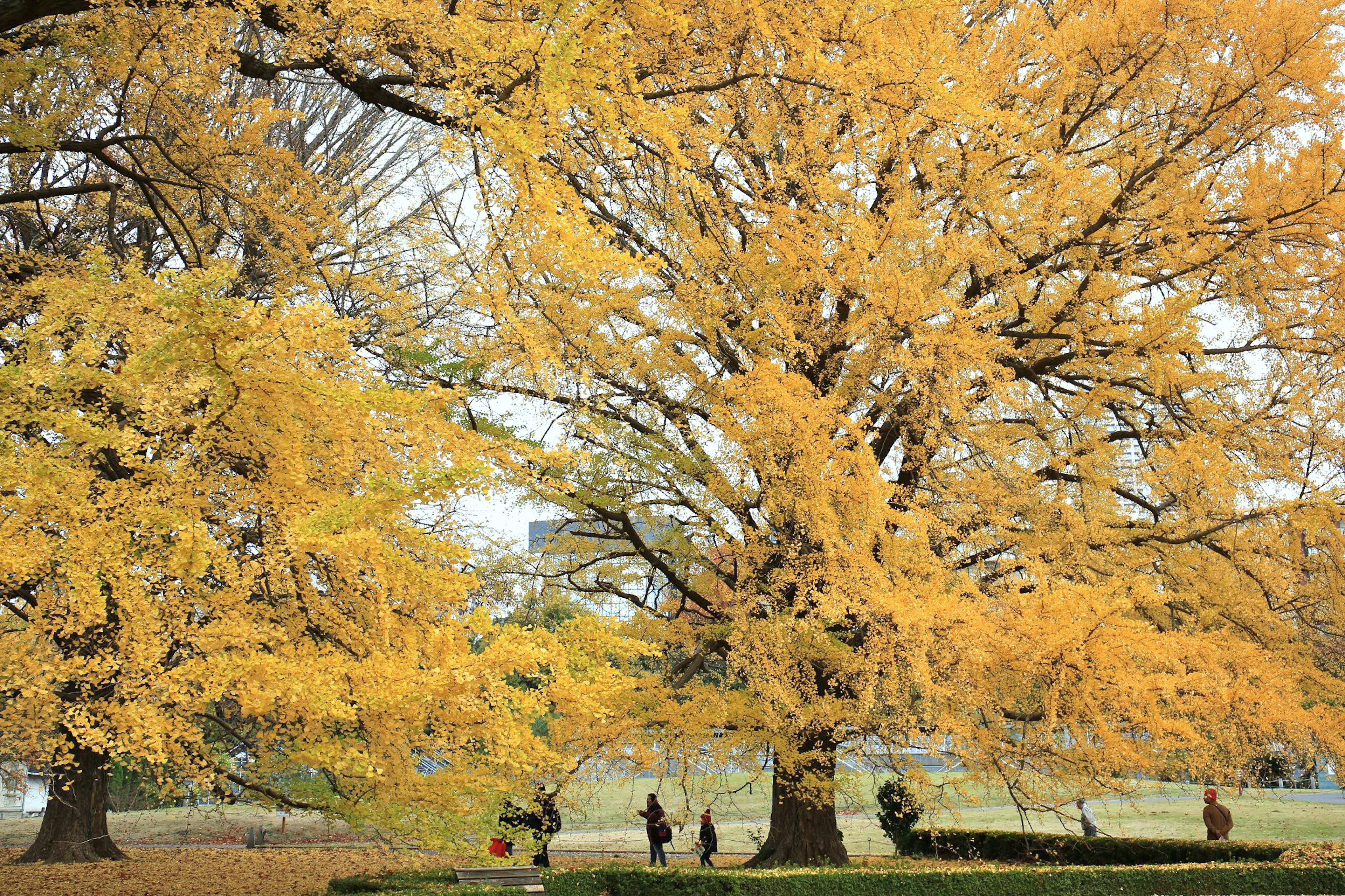 Pohon ginkgo kuning di musim gugur dengan orang-orang berjalan di taman