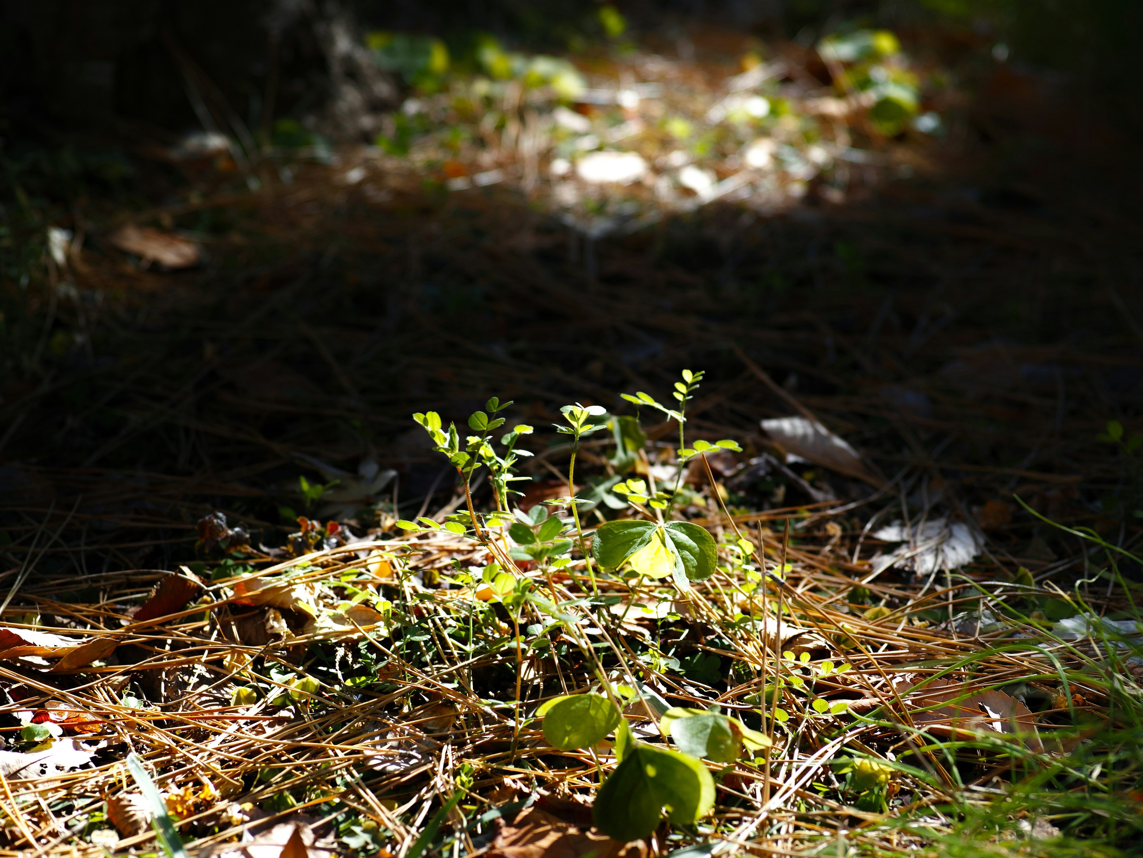 緑の植物が落ち葉の中から生えている日陰の風景