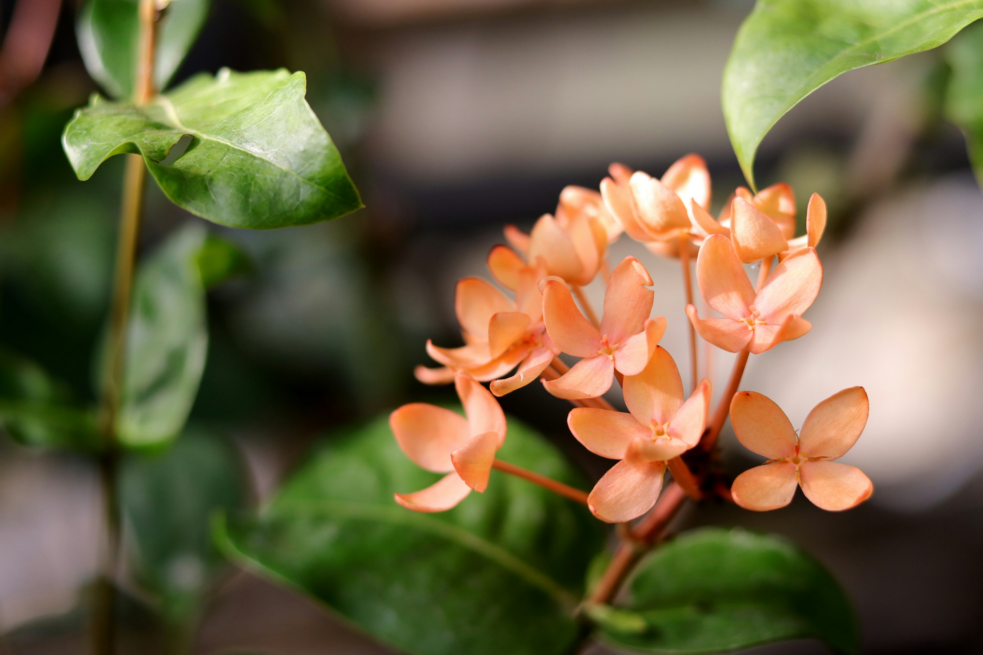 Acercamiento de una planta con pequeñas flores naranjas y hojas verdes