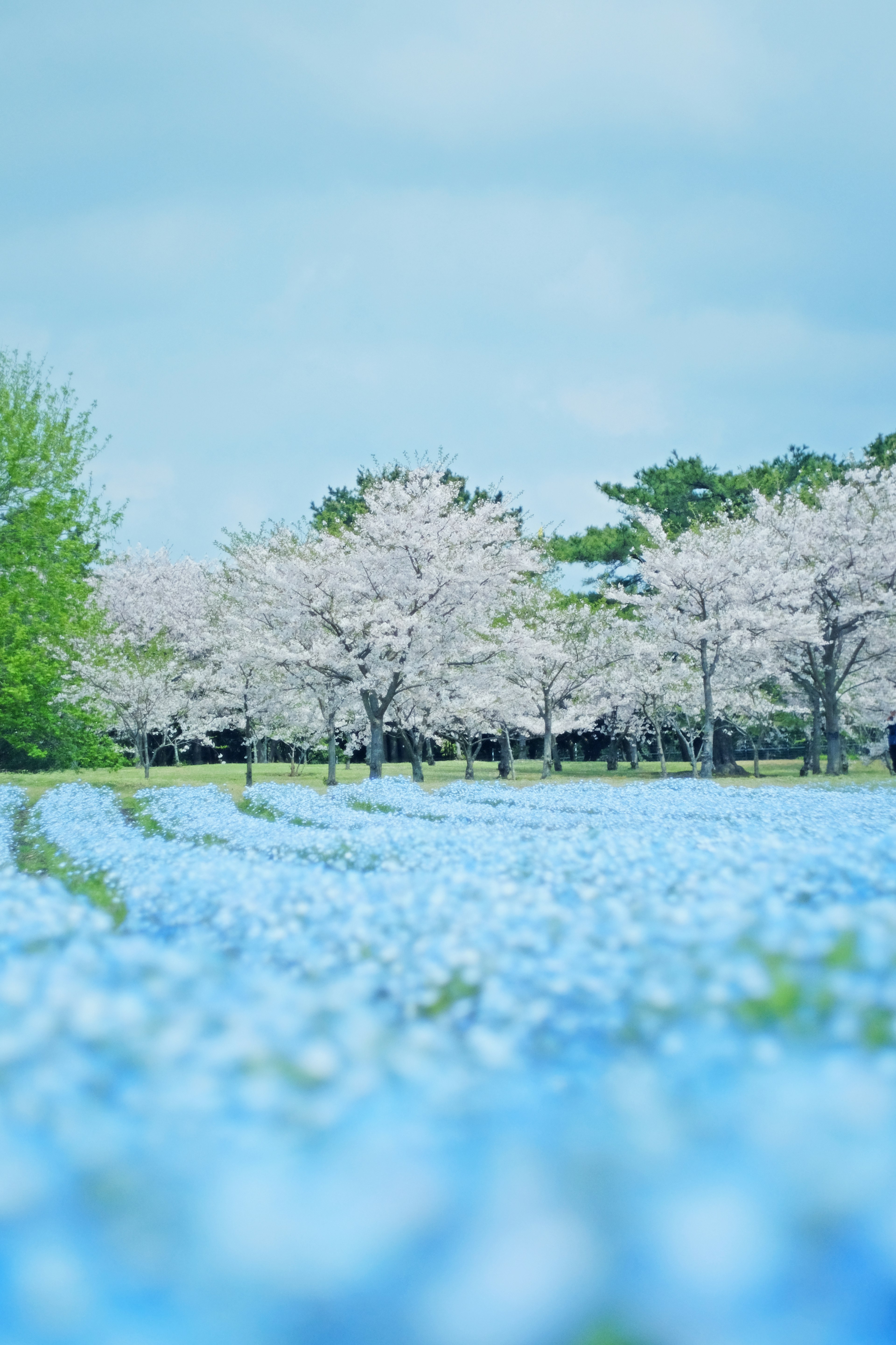 Eine Landschaft mit blauen Blumenfeldern und blühenden Kirschbäumen