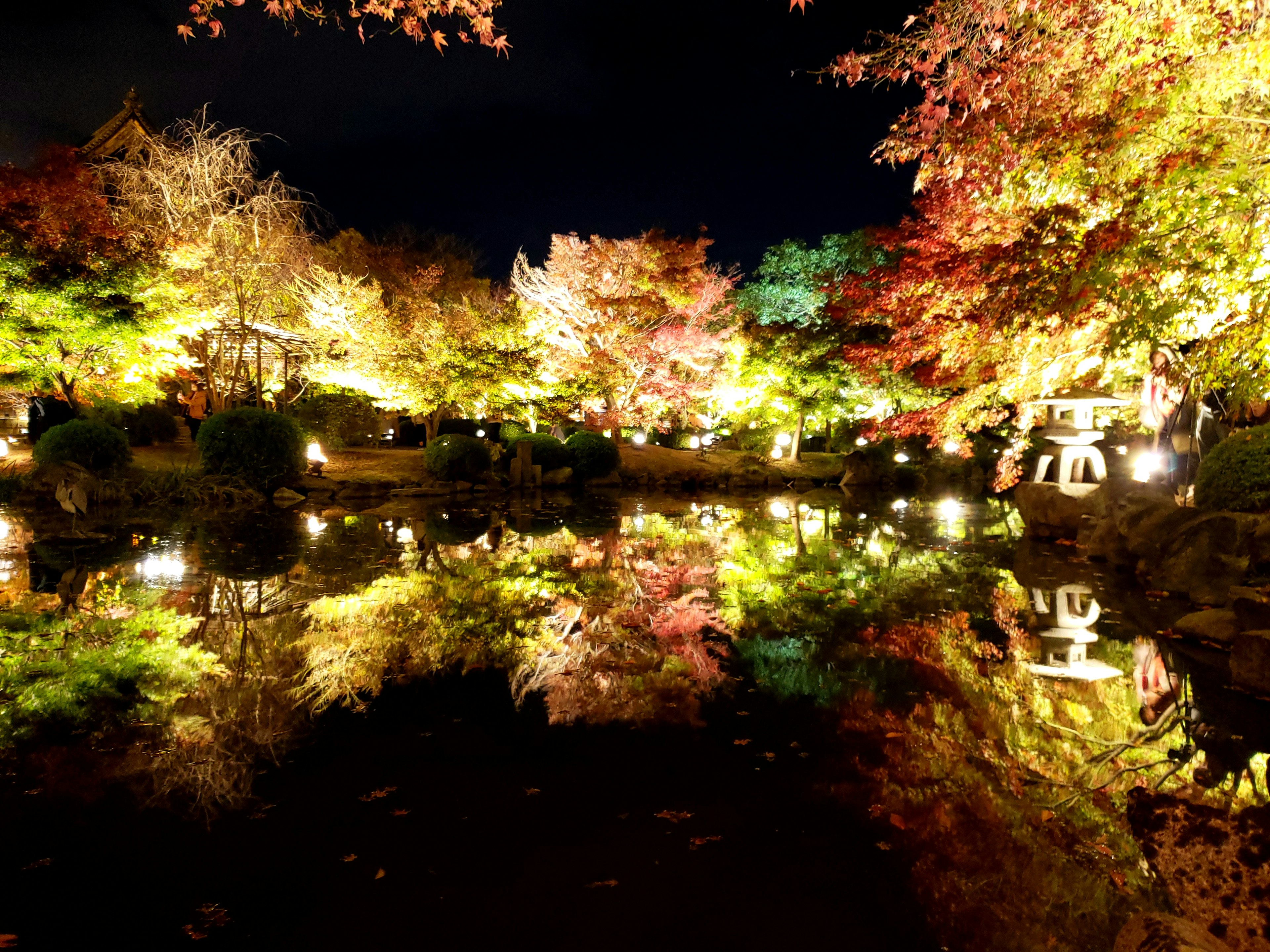 Schöne Herbstblätter und Lichter, die sich nachts auf einem Teich spiegeln