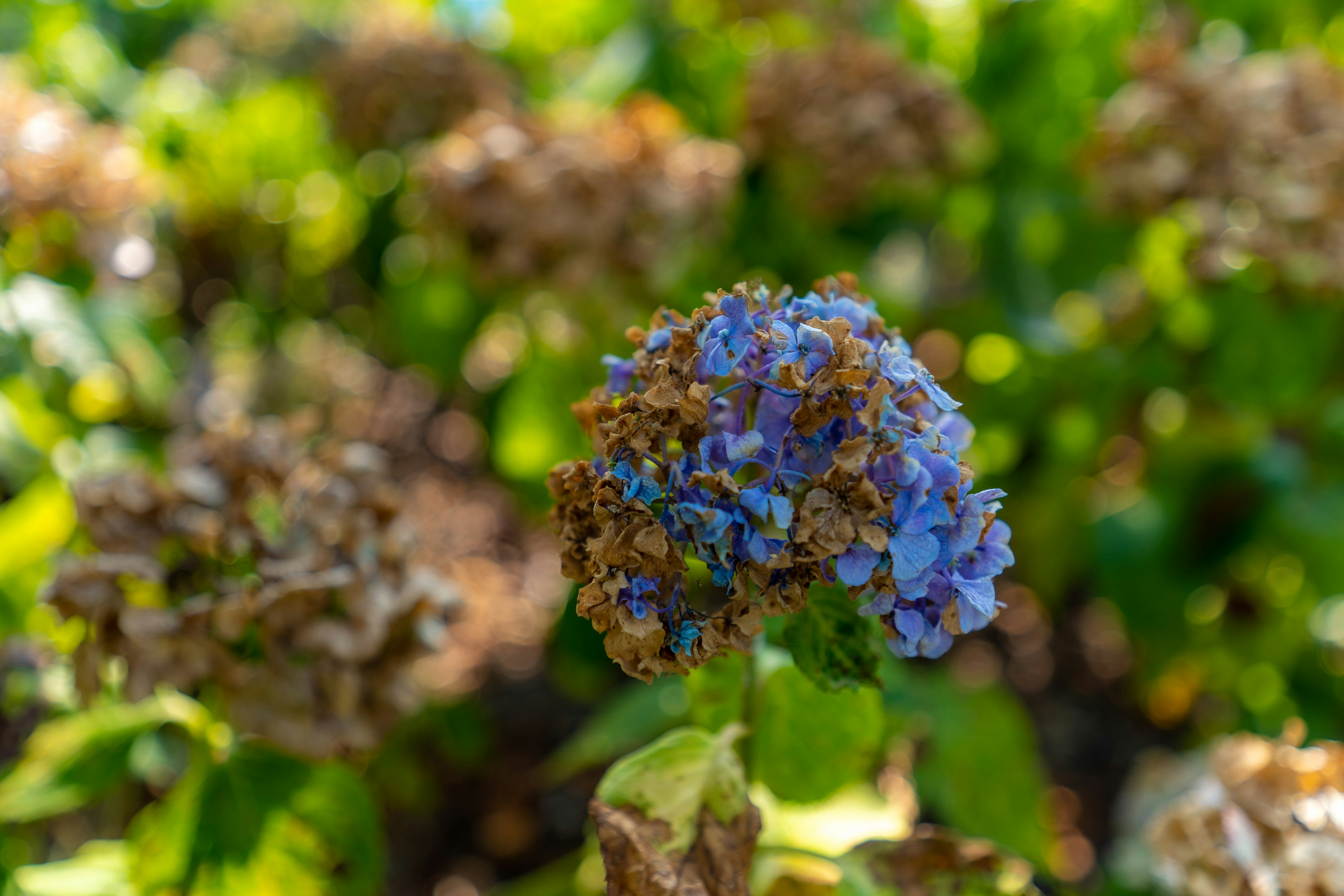 Close-up bunga biru di antara bunga layu