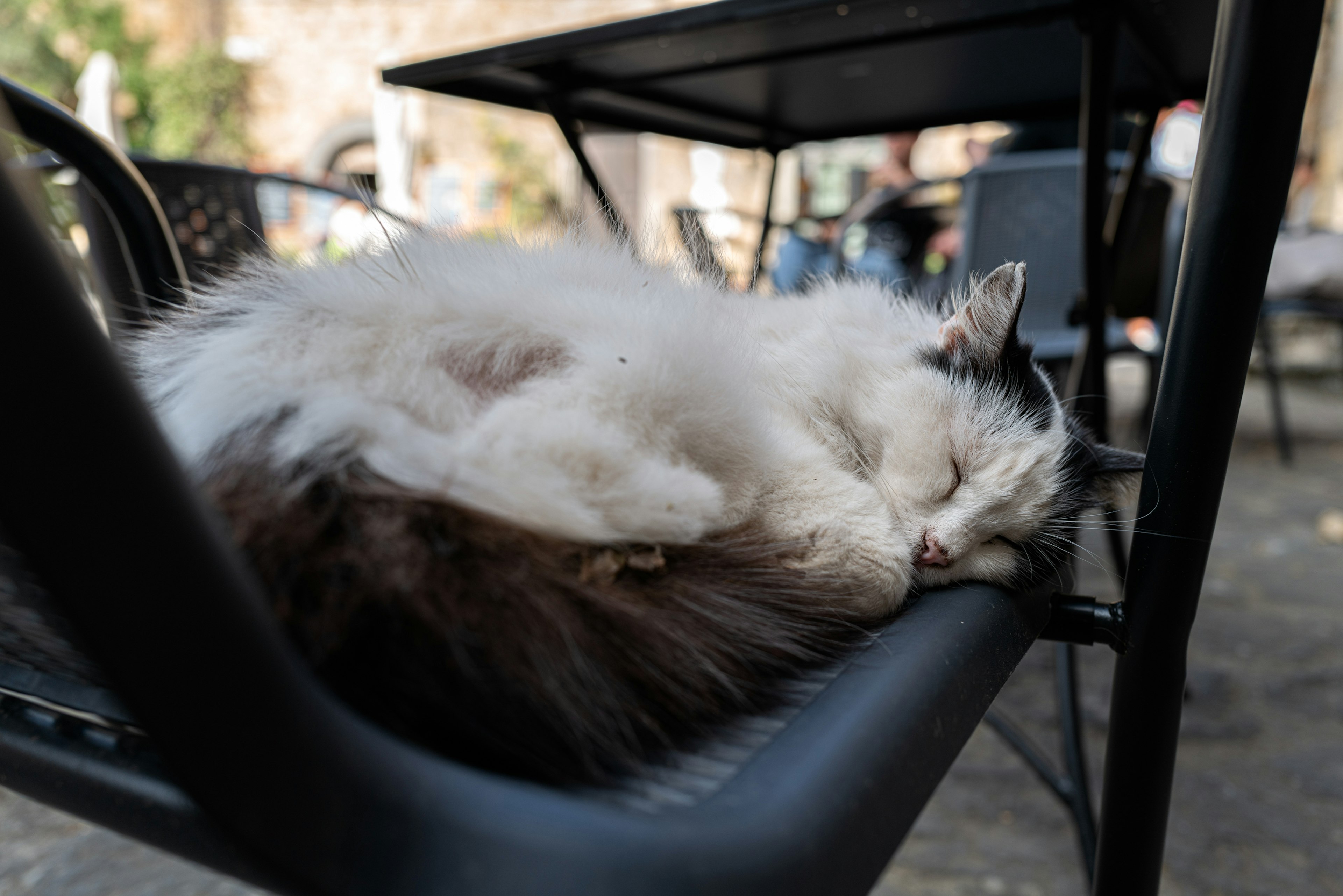 椅子の上で眠る白い猫の横たわっている姿