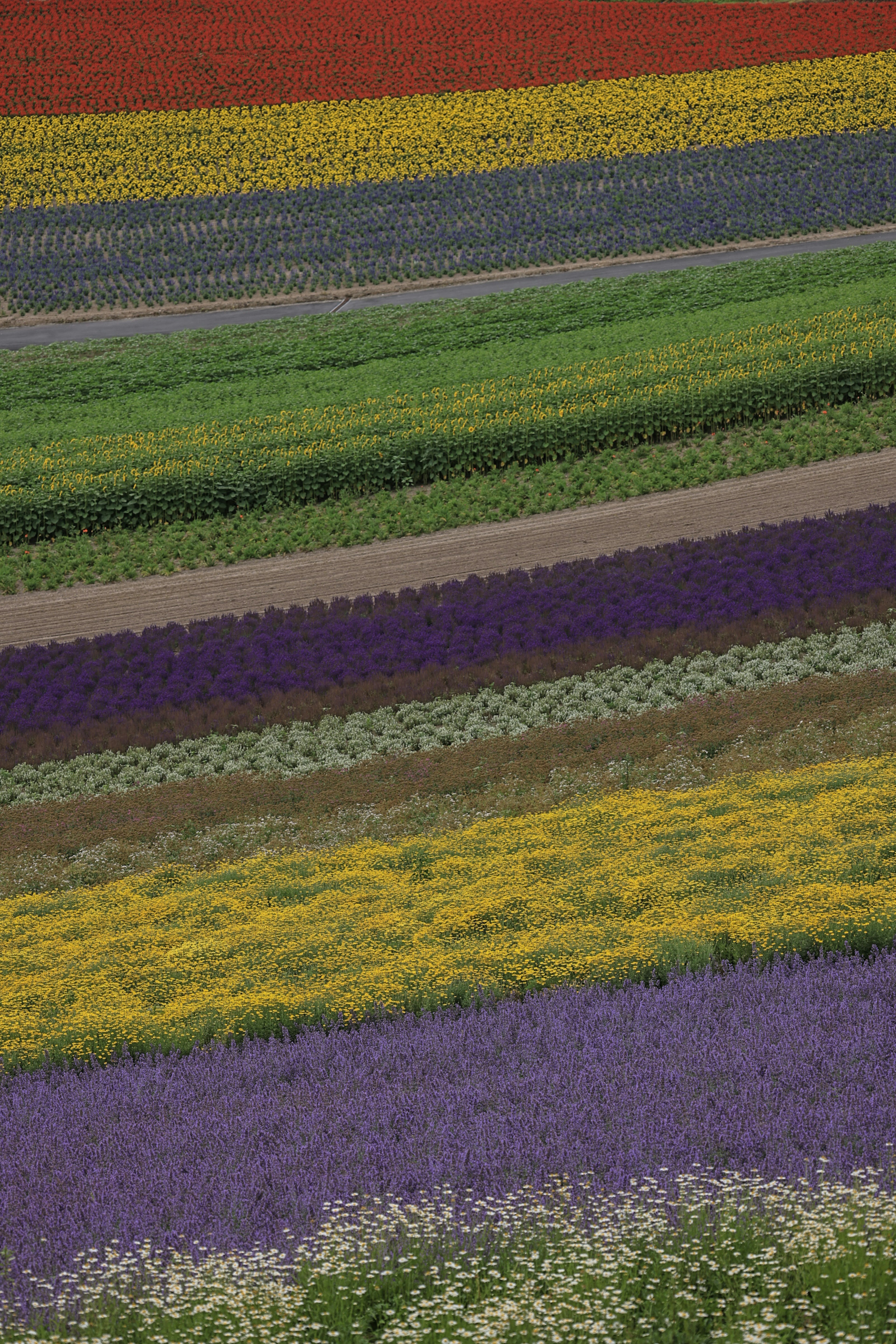 色とりどりの花畑のストライプが広がる風景