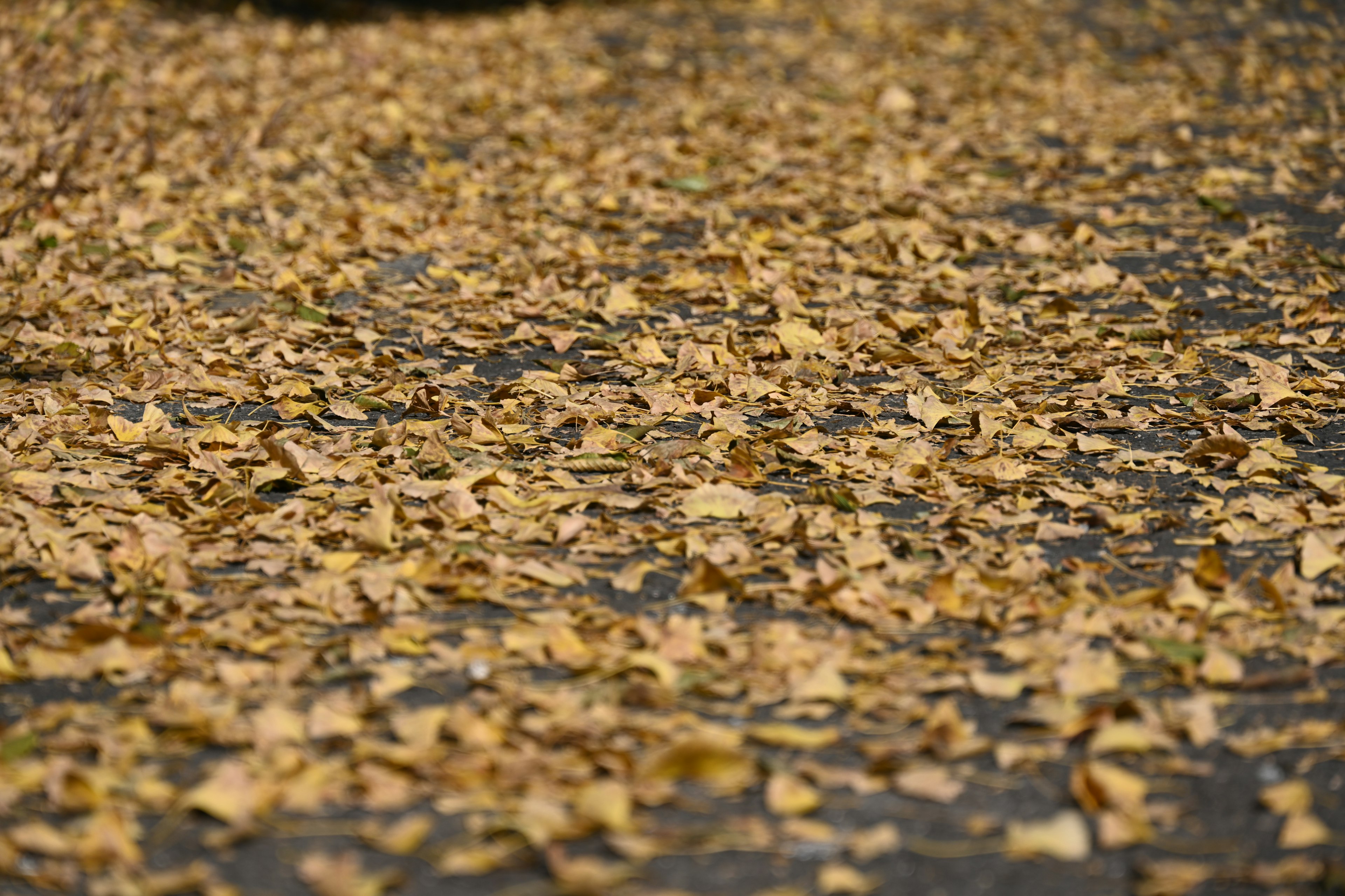 Ein Teppich aus gelben Herbstblättern, der den Boden bedeckt