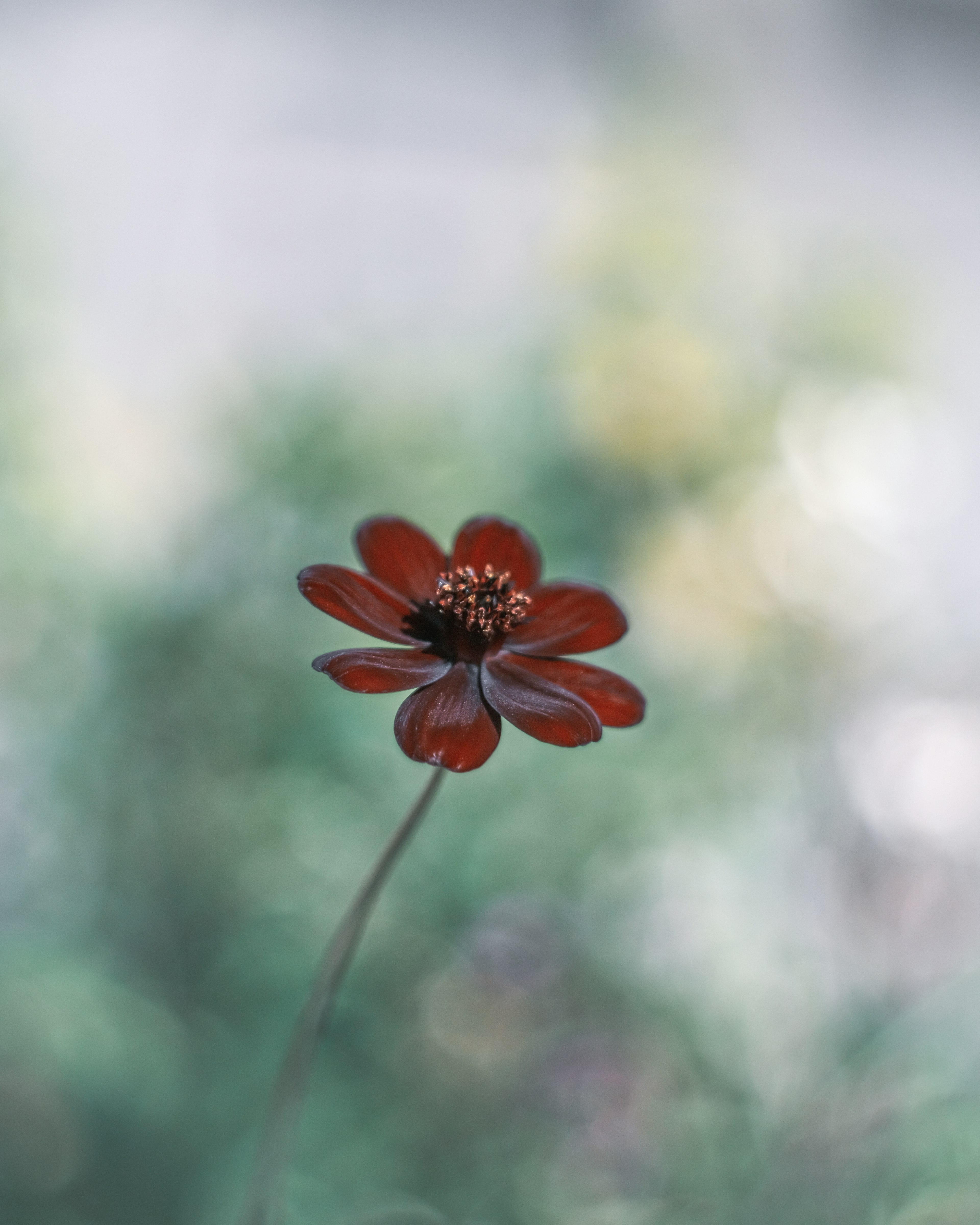 A red flower standing on a slender stem with a blurred background