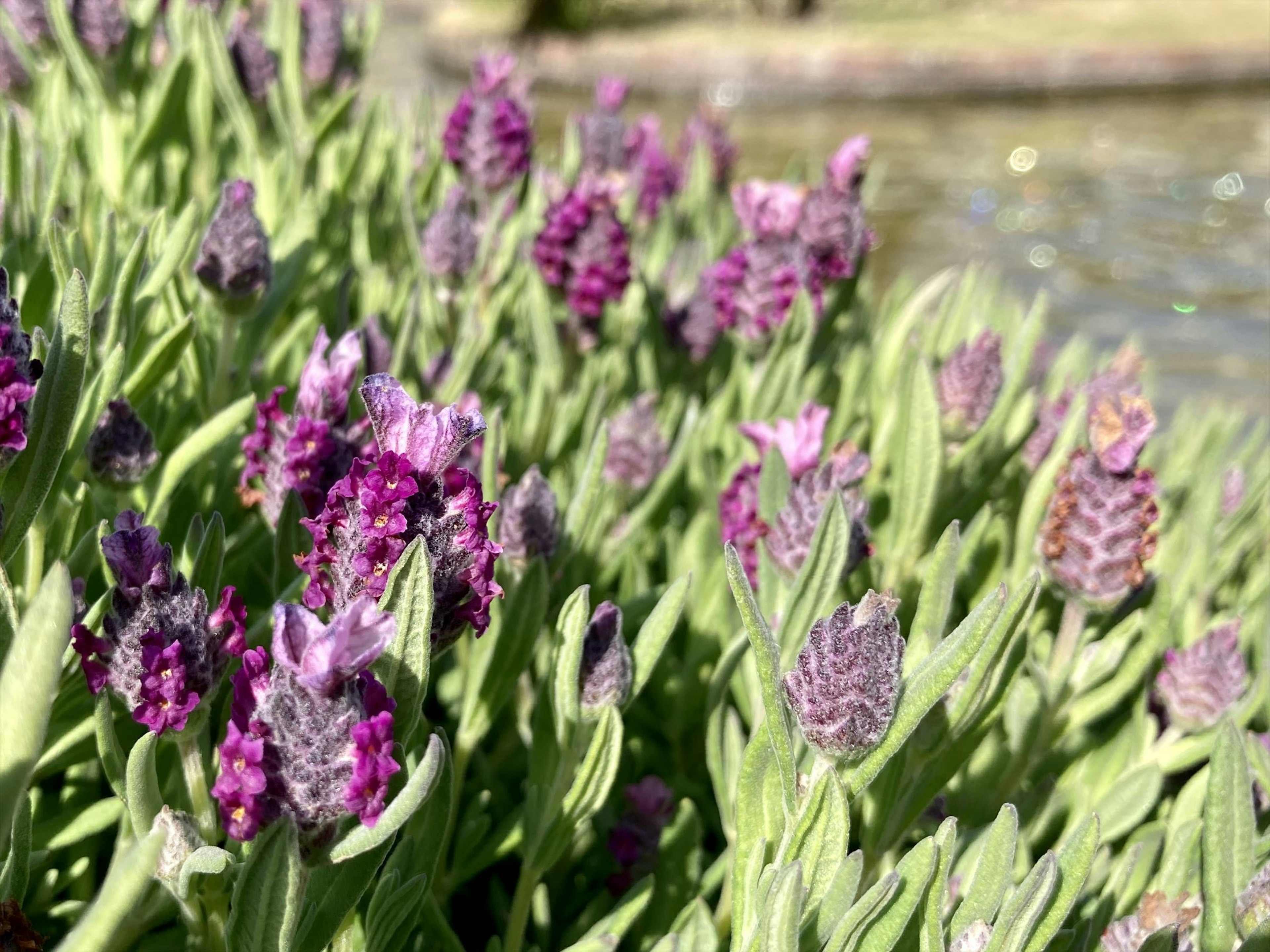 紫色の花と緑の葉がある植物のクローズアップ