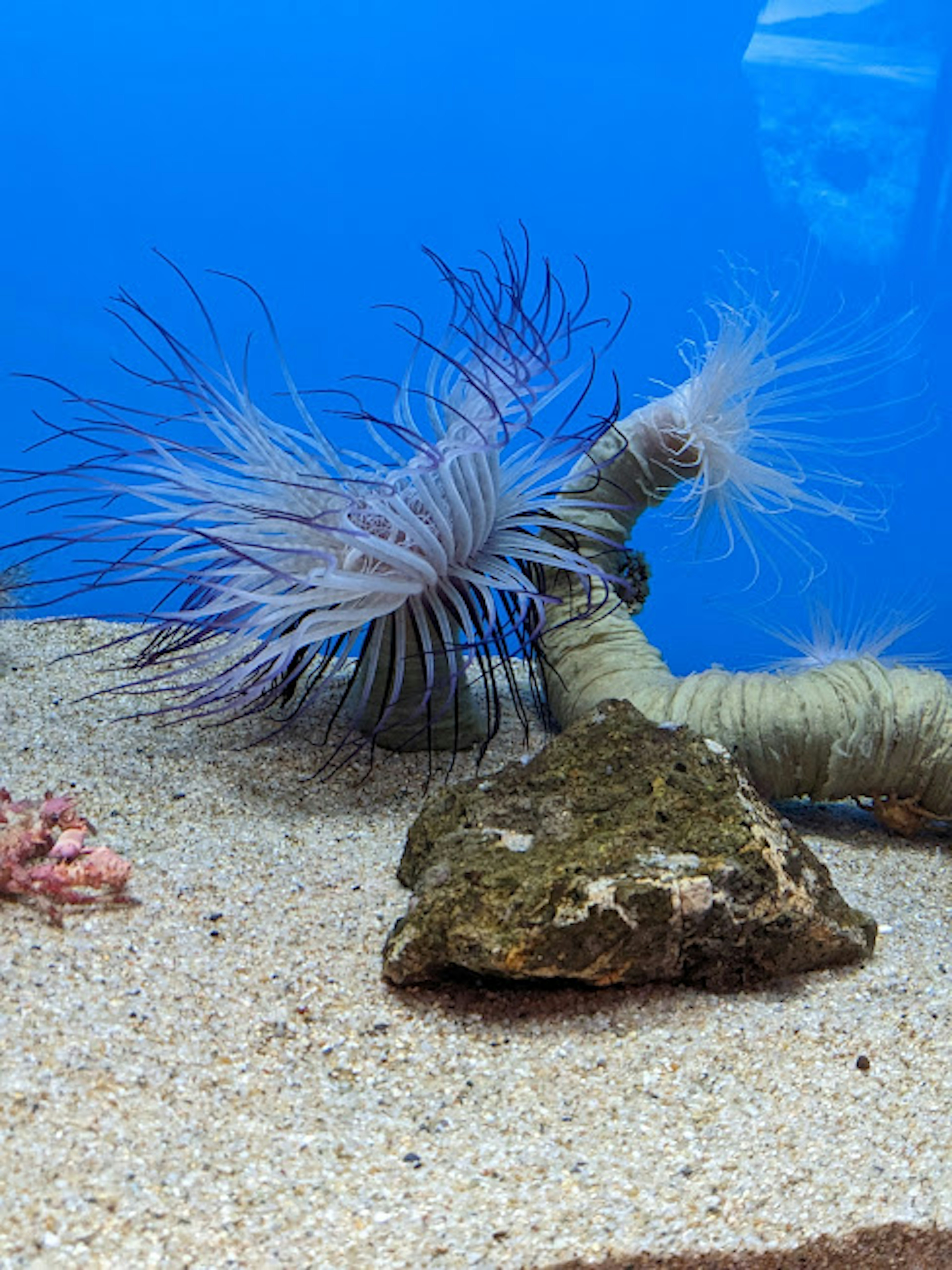 Beautiful marine creature in an aquarium with a blue background and sandy rocks