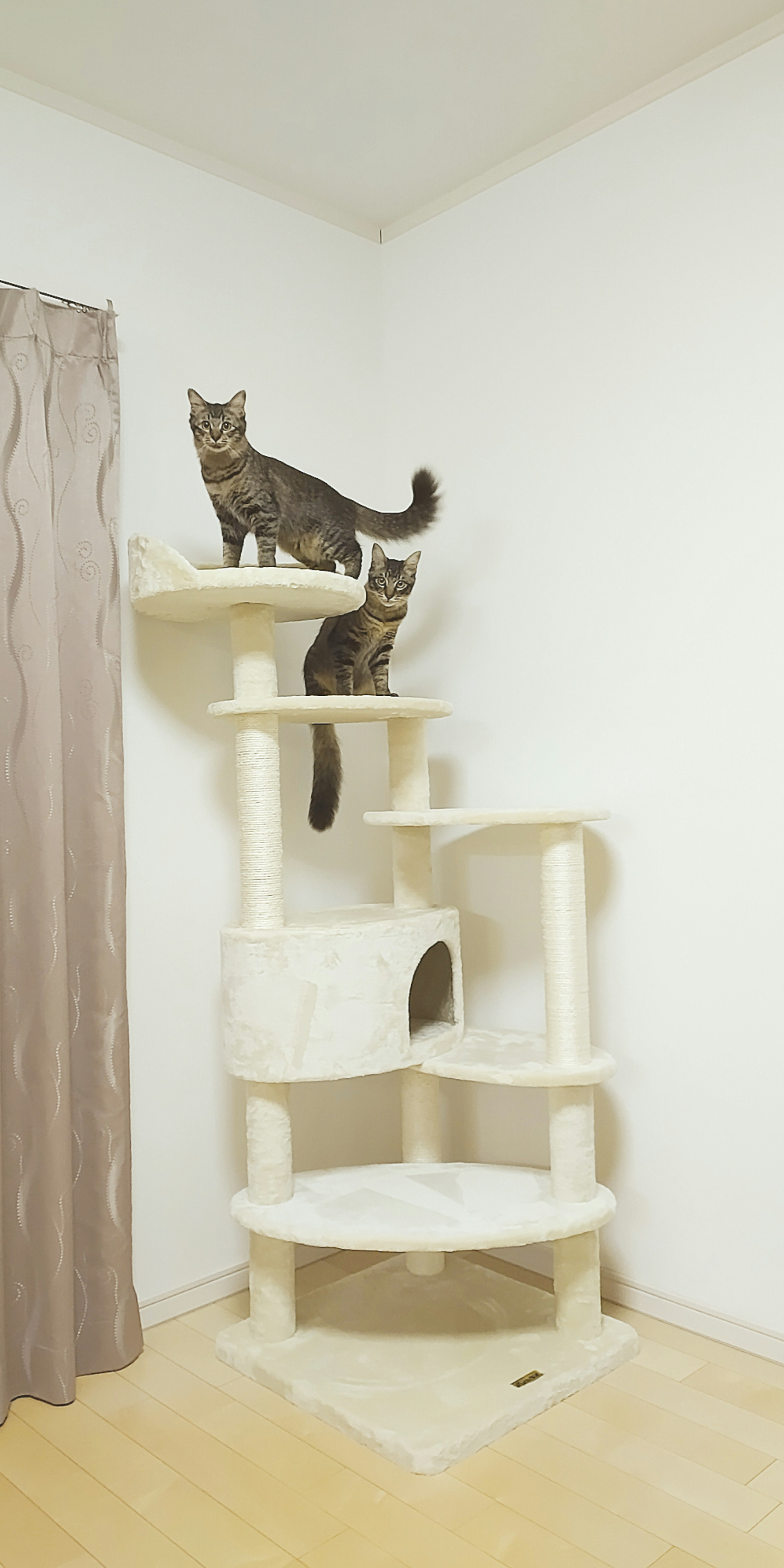 Cats on a tall cat tree in a bright room