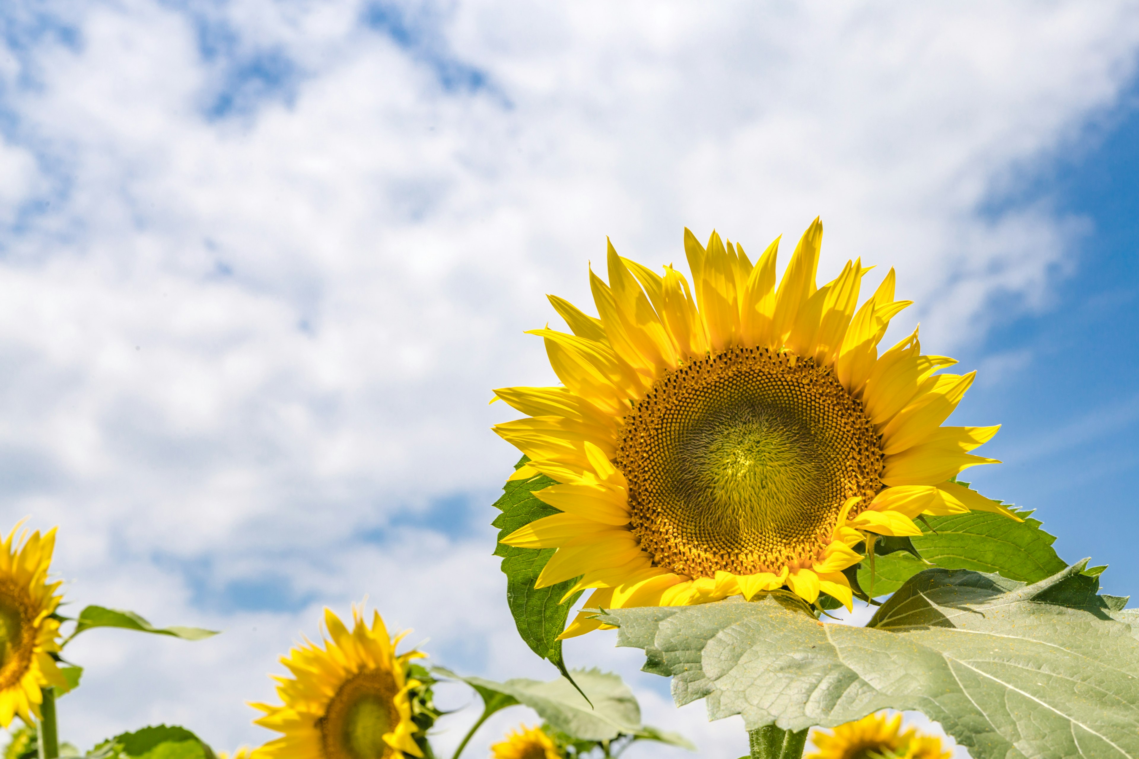 Helle Sonnenblume blüht unter einem blauen Himmel