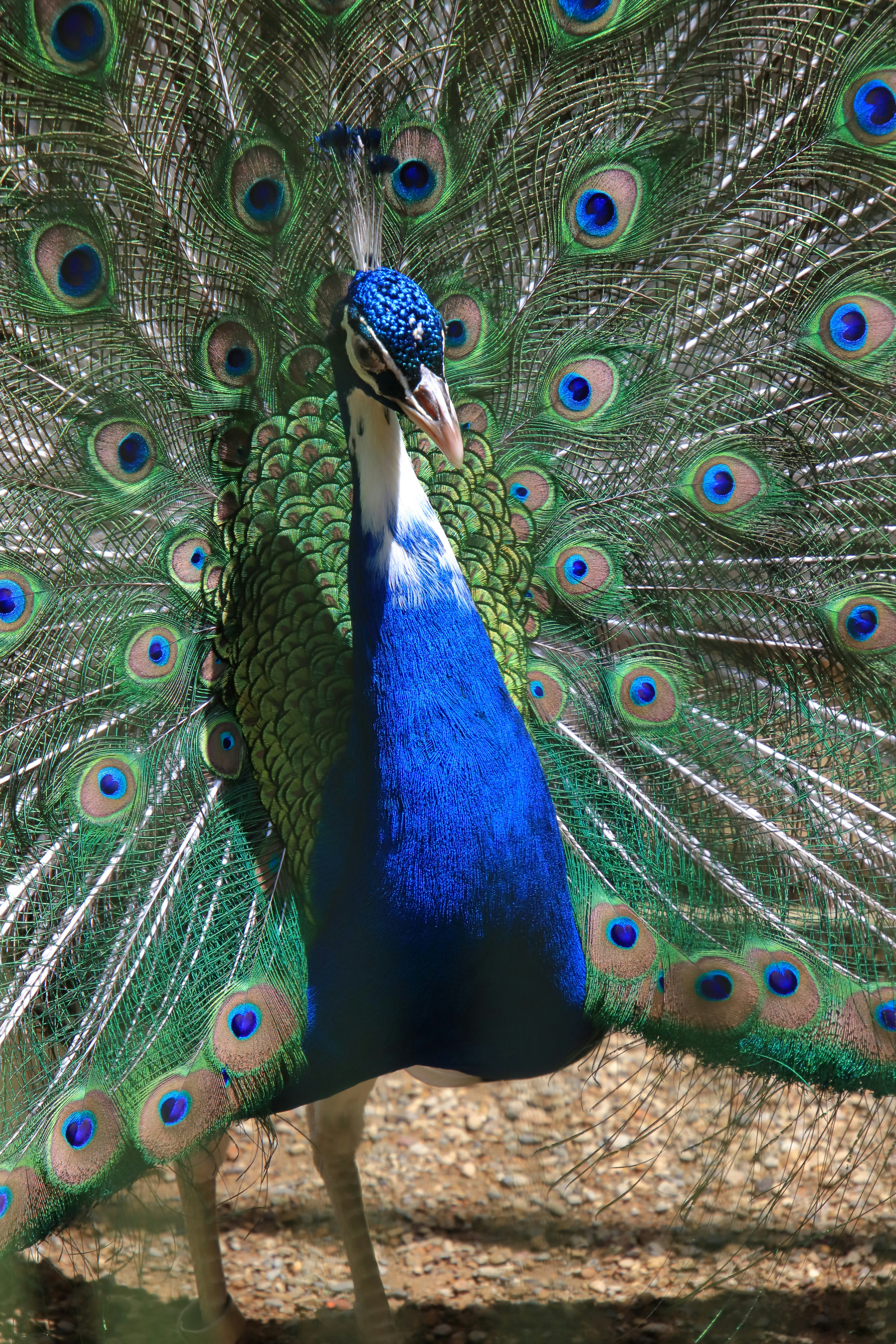 Un bellissimo pavone che mostra le sue piume blu vivaci