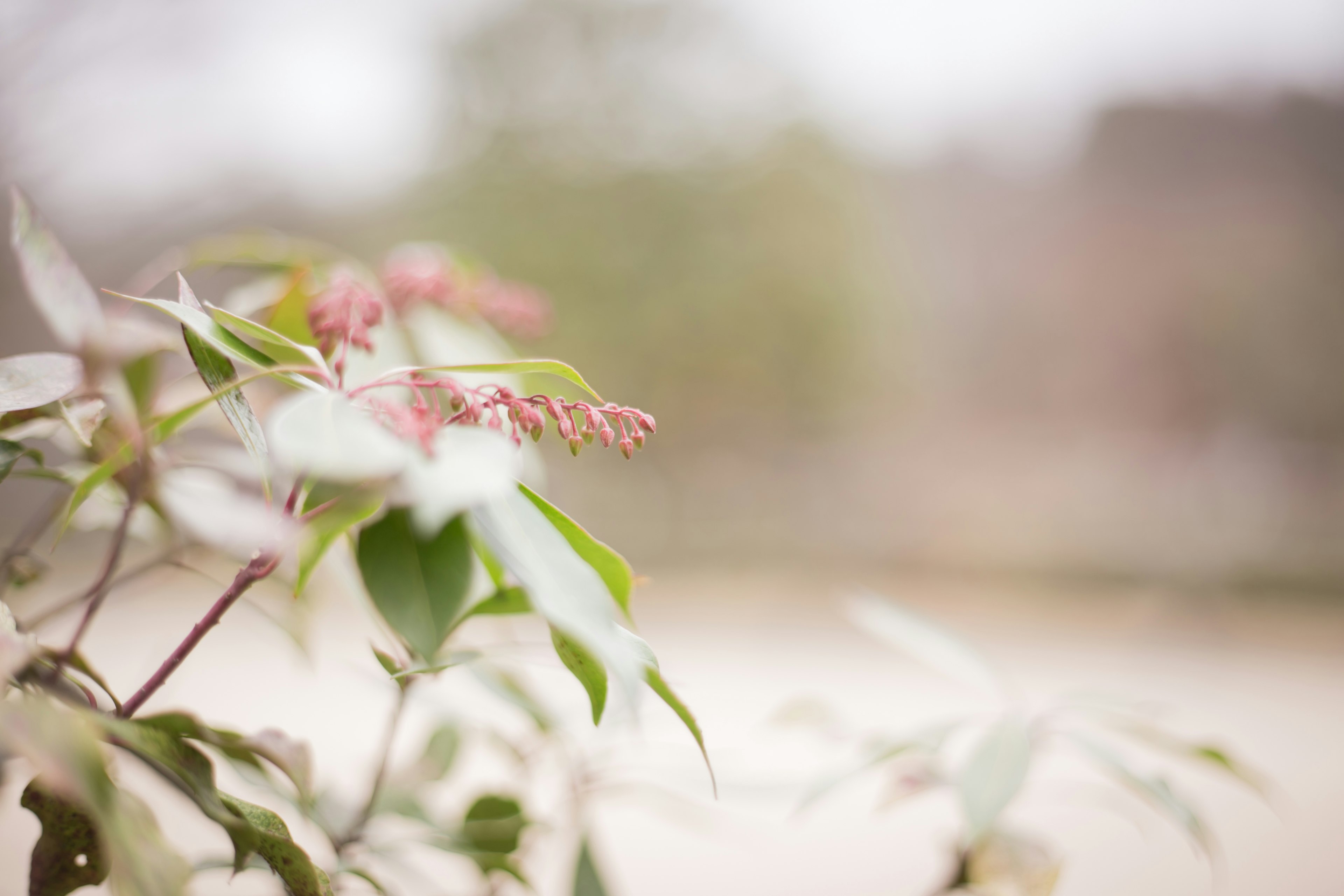 淡い色合いの葉と蕾が特徴的な植物のクローズアップ