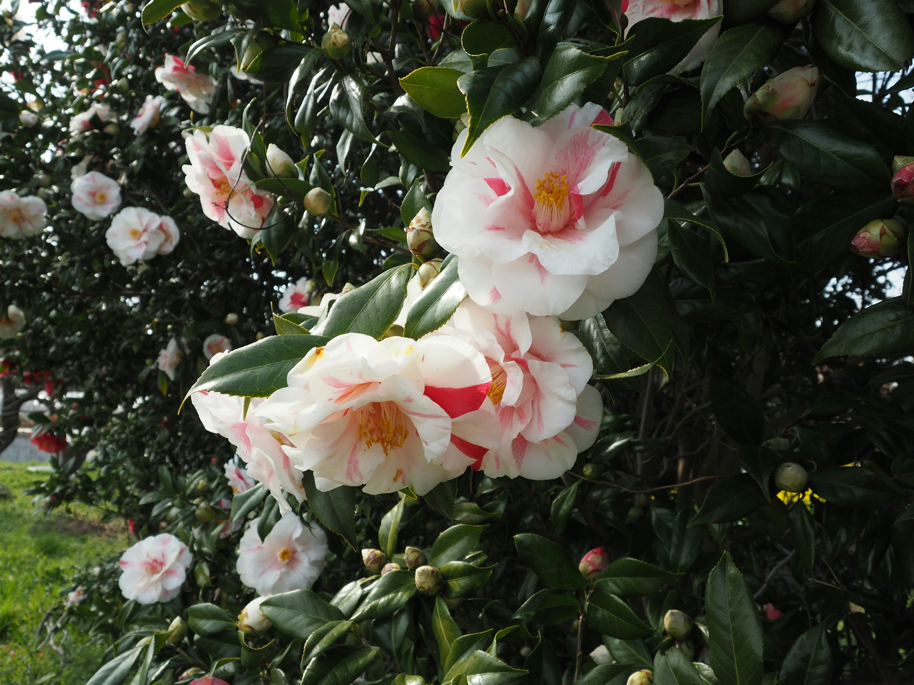 Flores de camelia blancas y rosas floreciendo en un árbol de hojas verdes