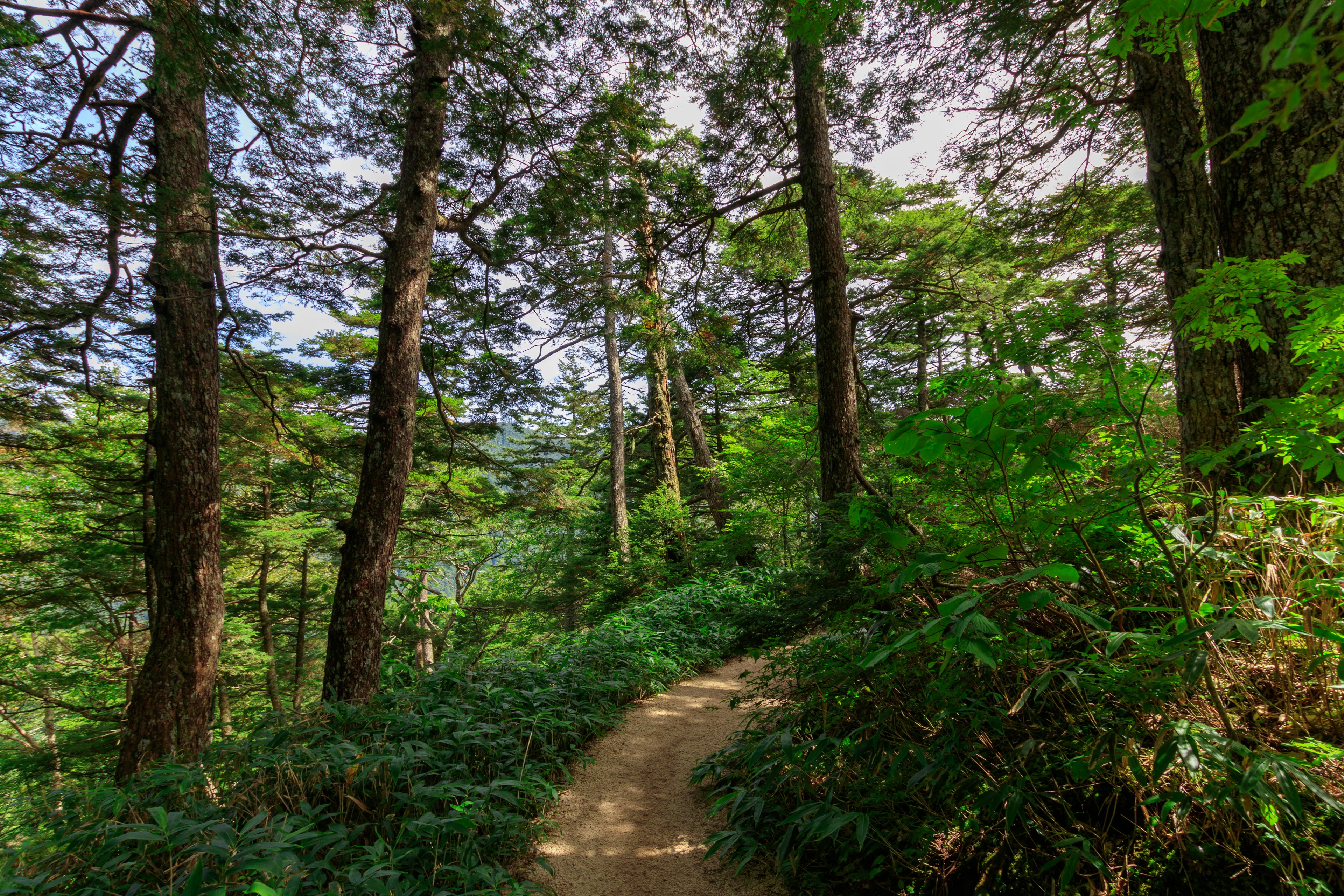 A winding path through a lush green forest with tall trees