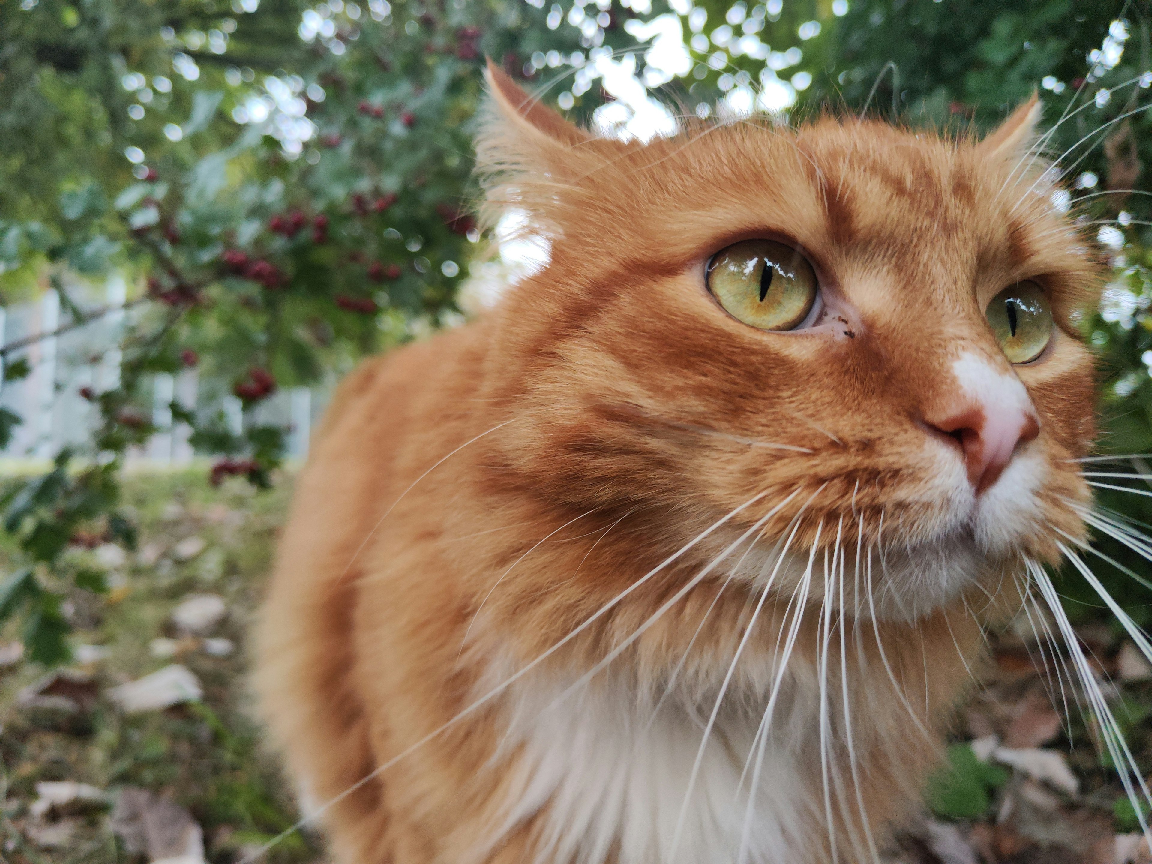 Primo piano di un gatto arancione con occhi verdi che guarda con calma Sullo sfondo ci sono piante