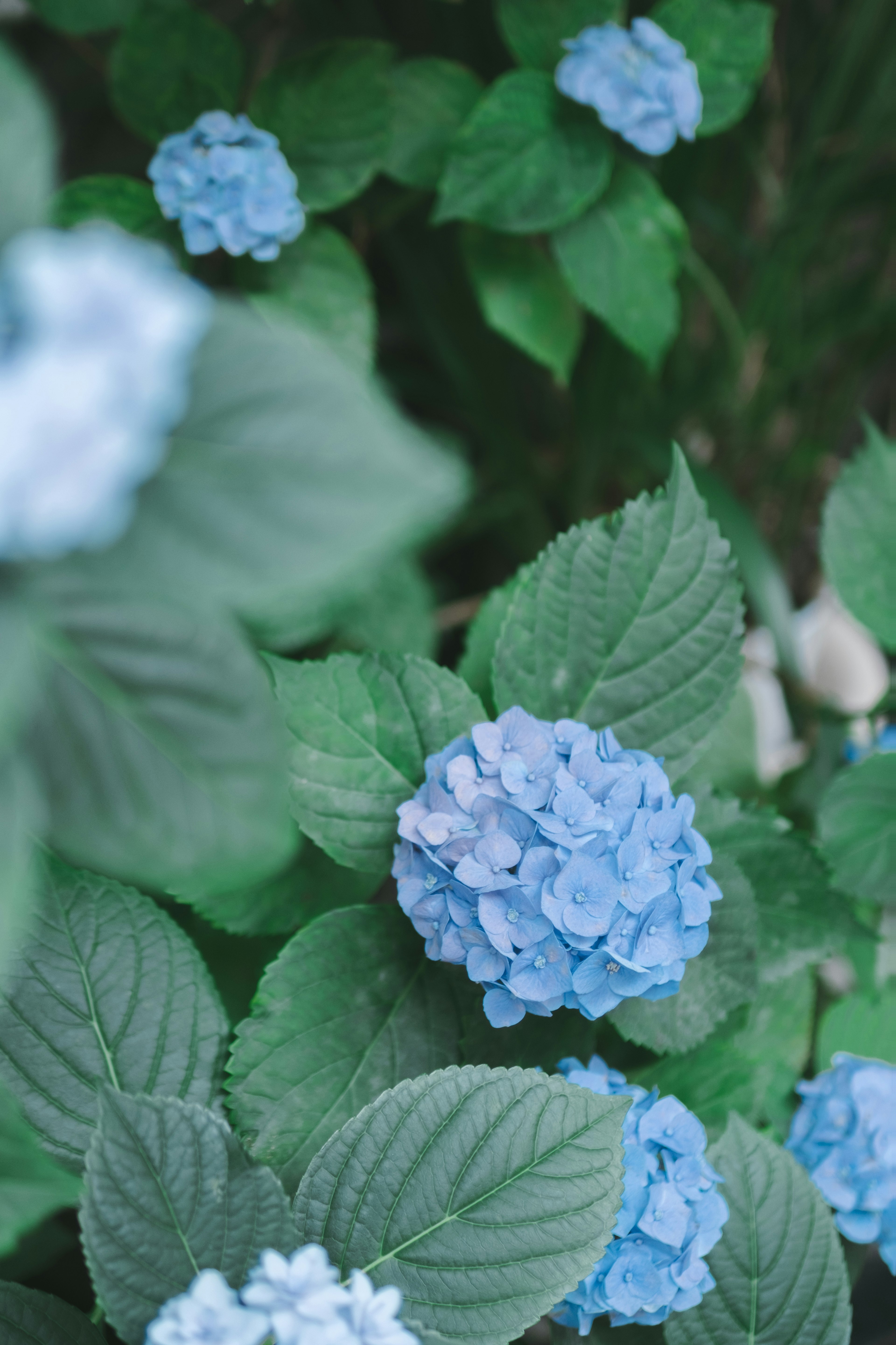 Nahaufnahme von schönen blauen Hortensienblüten mit grünen Blättern