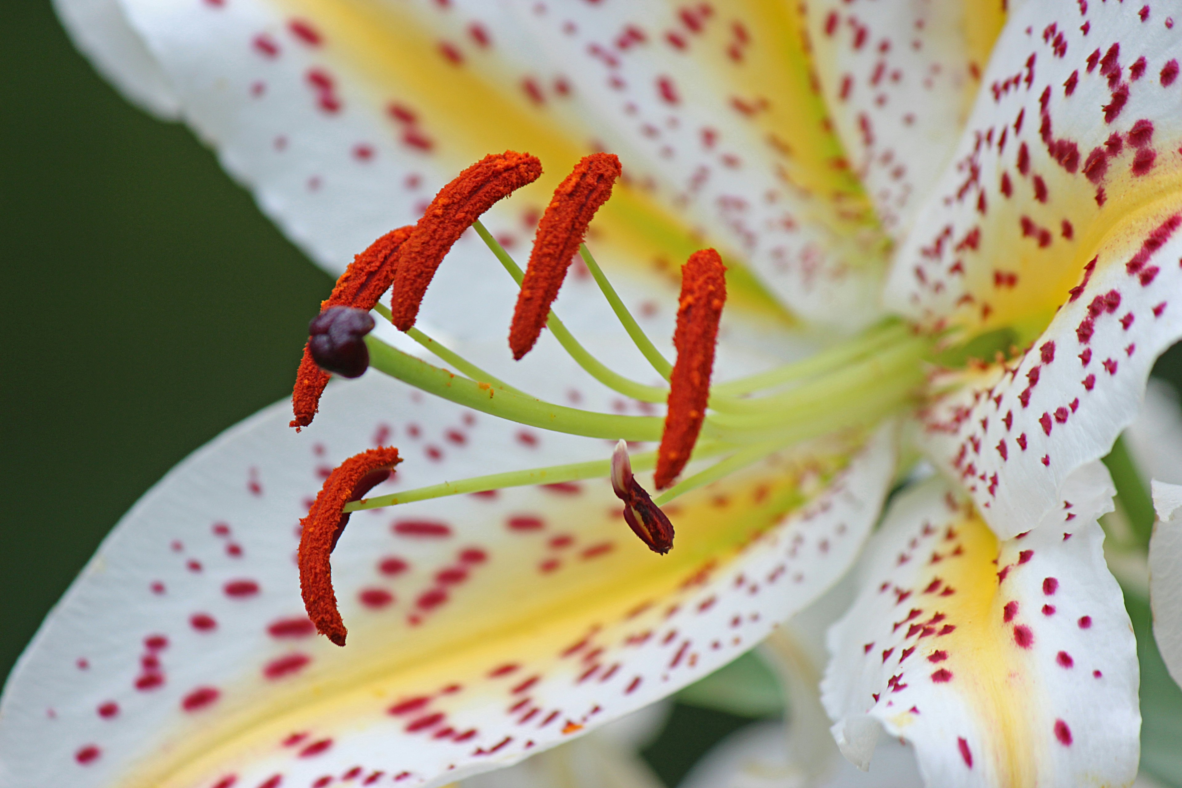 Primer plano de una flor de lirio con pétalos blancos y amarillos y estambres rojos prominentes