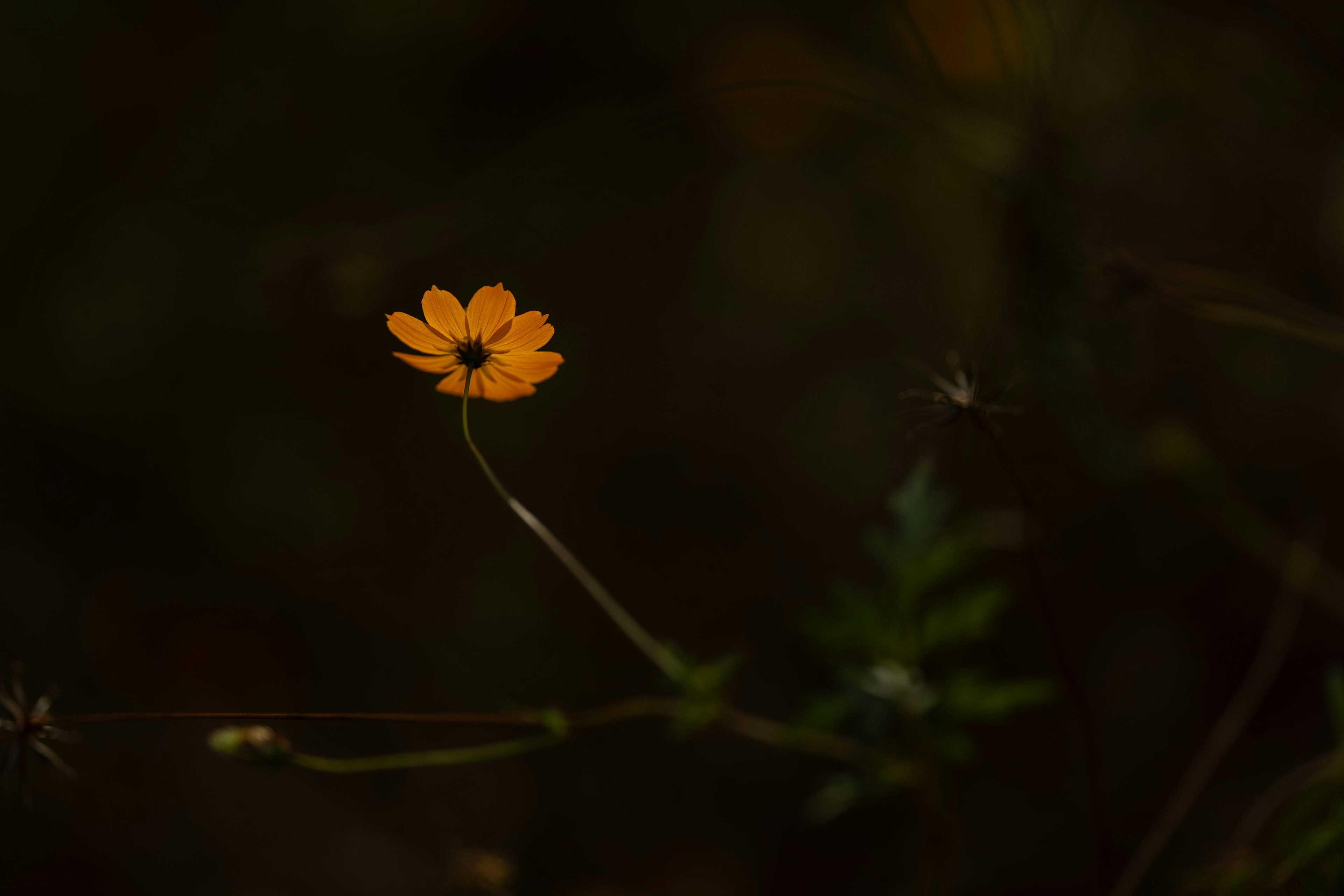 暗い背景に浮かぶオレンジ色の花が一本立っている