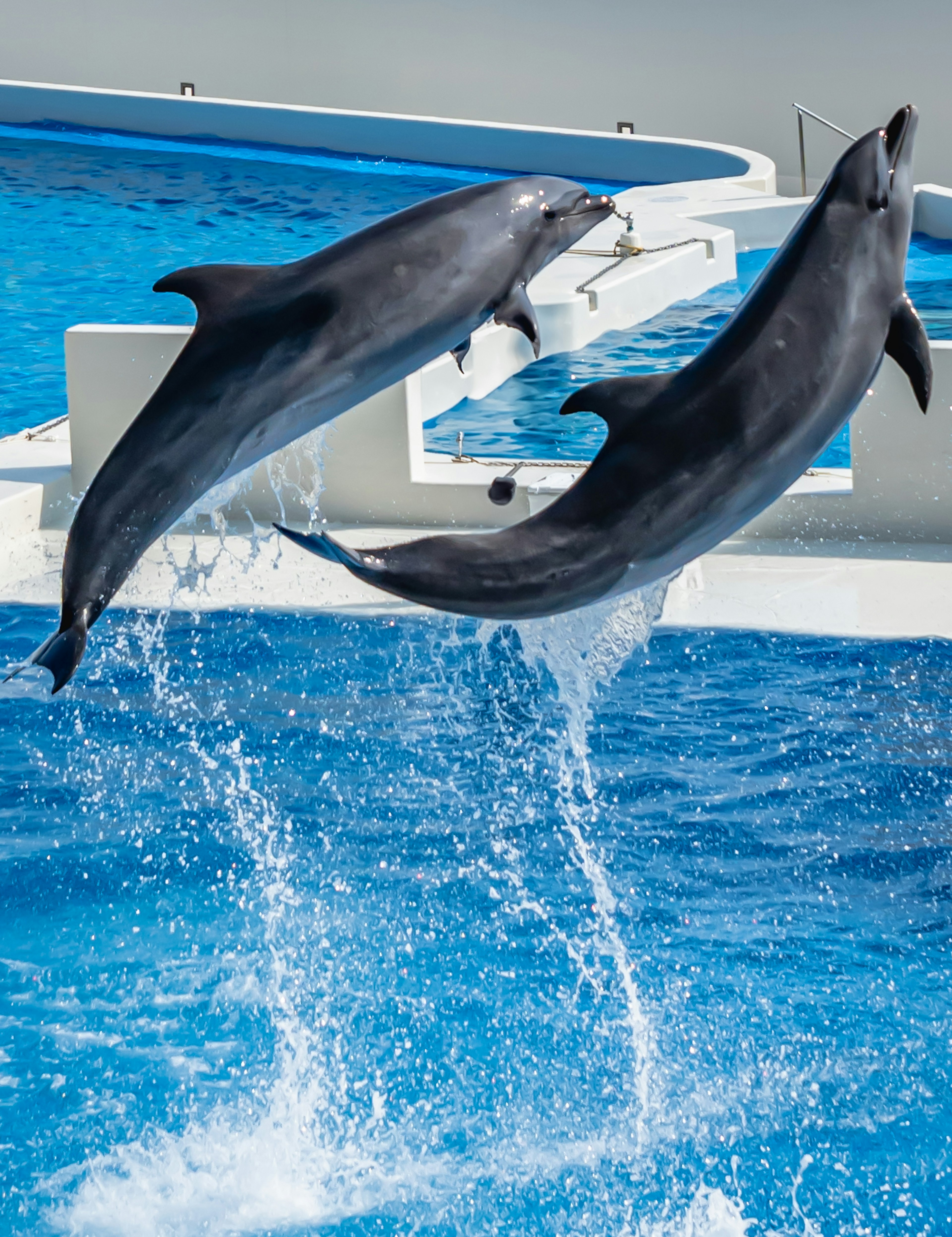 Due delfini che saltano fuori dall'acqua