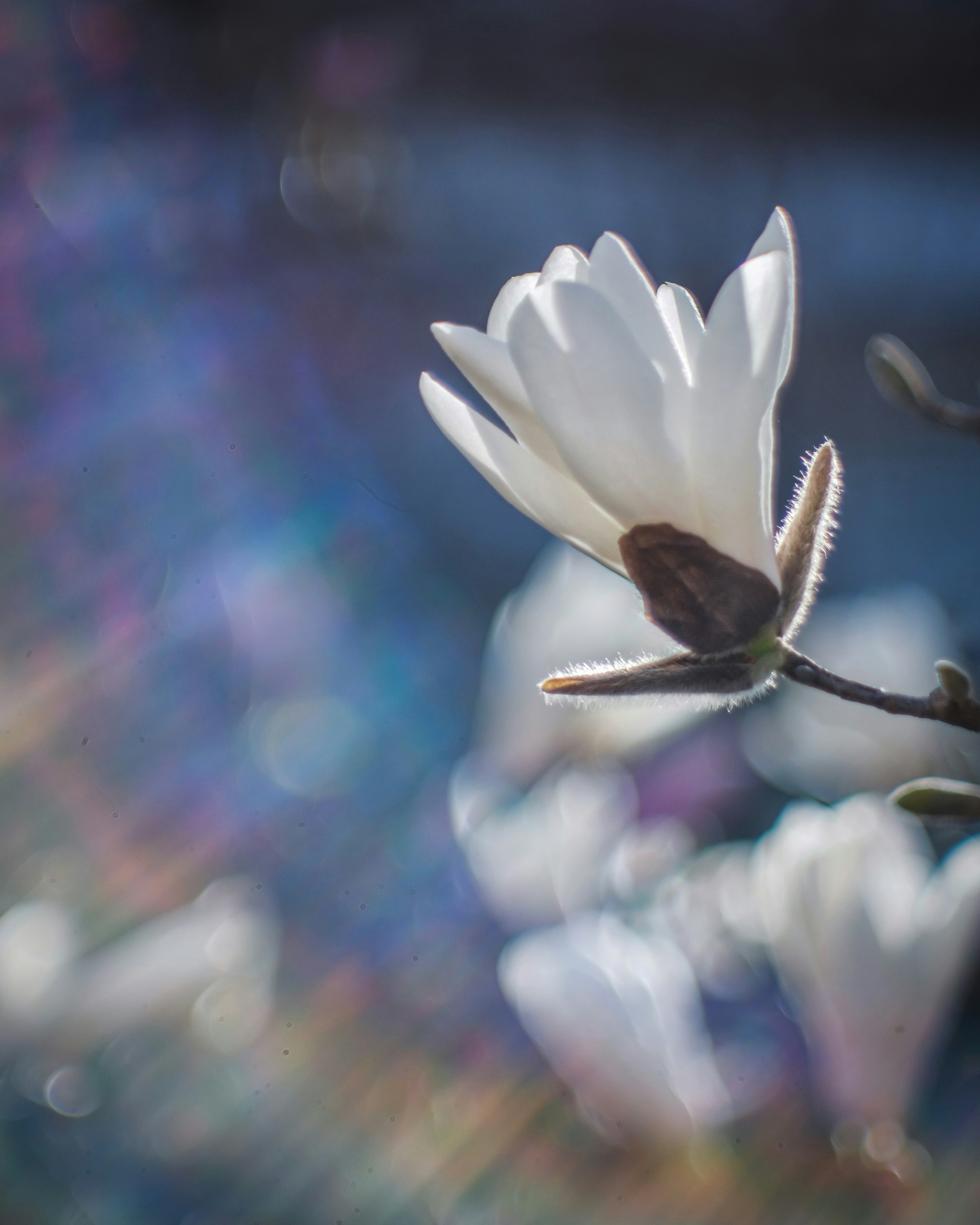 Primo piano di un fiore bianco con uno sfondo sfocato morbido