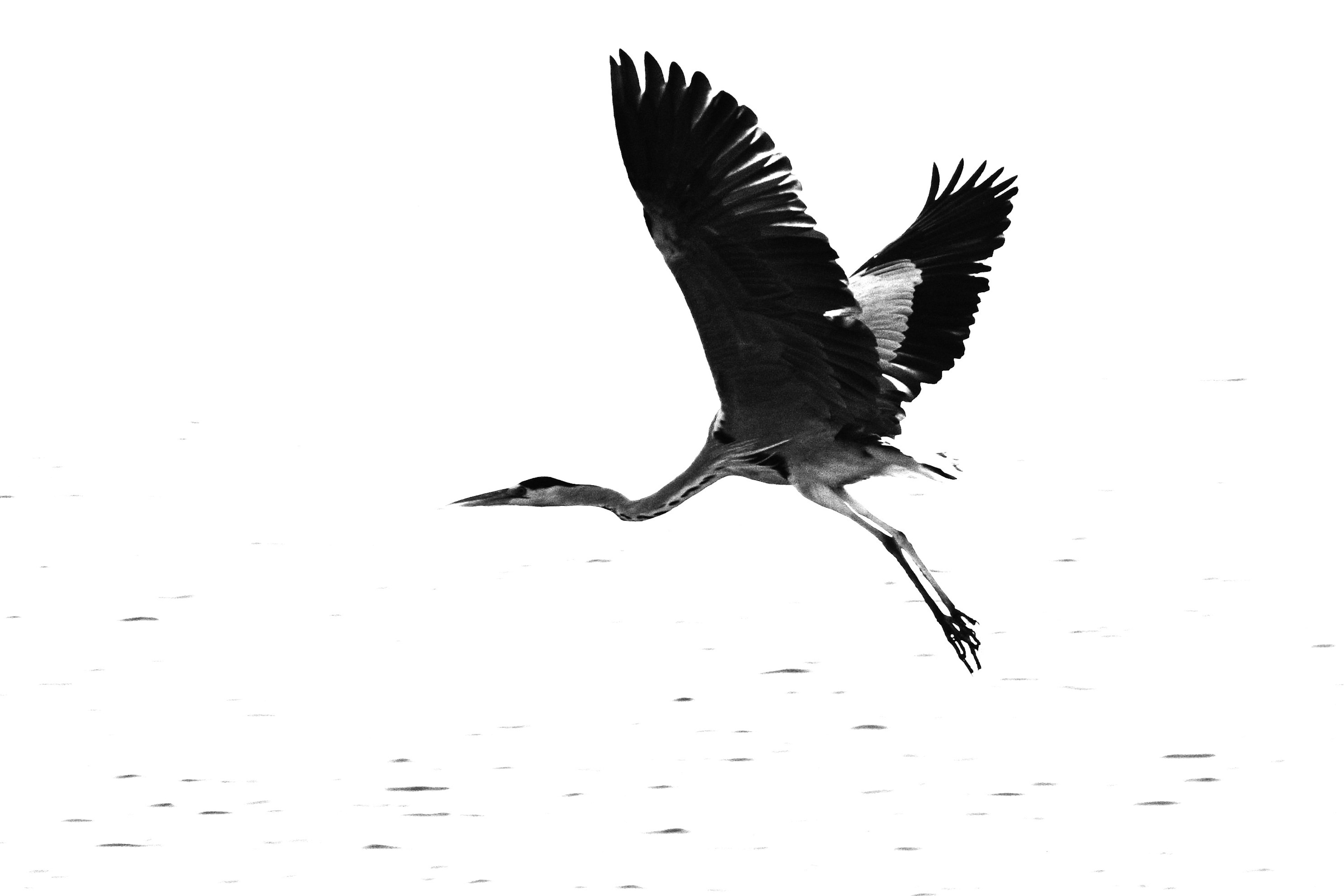 Una garza volando contra un fondo blanco