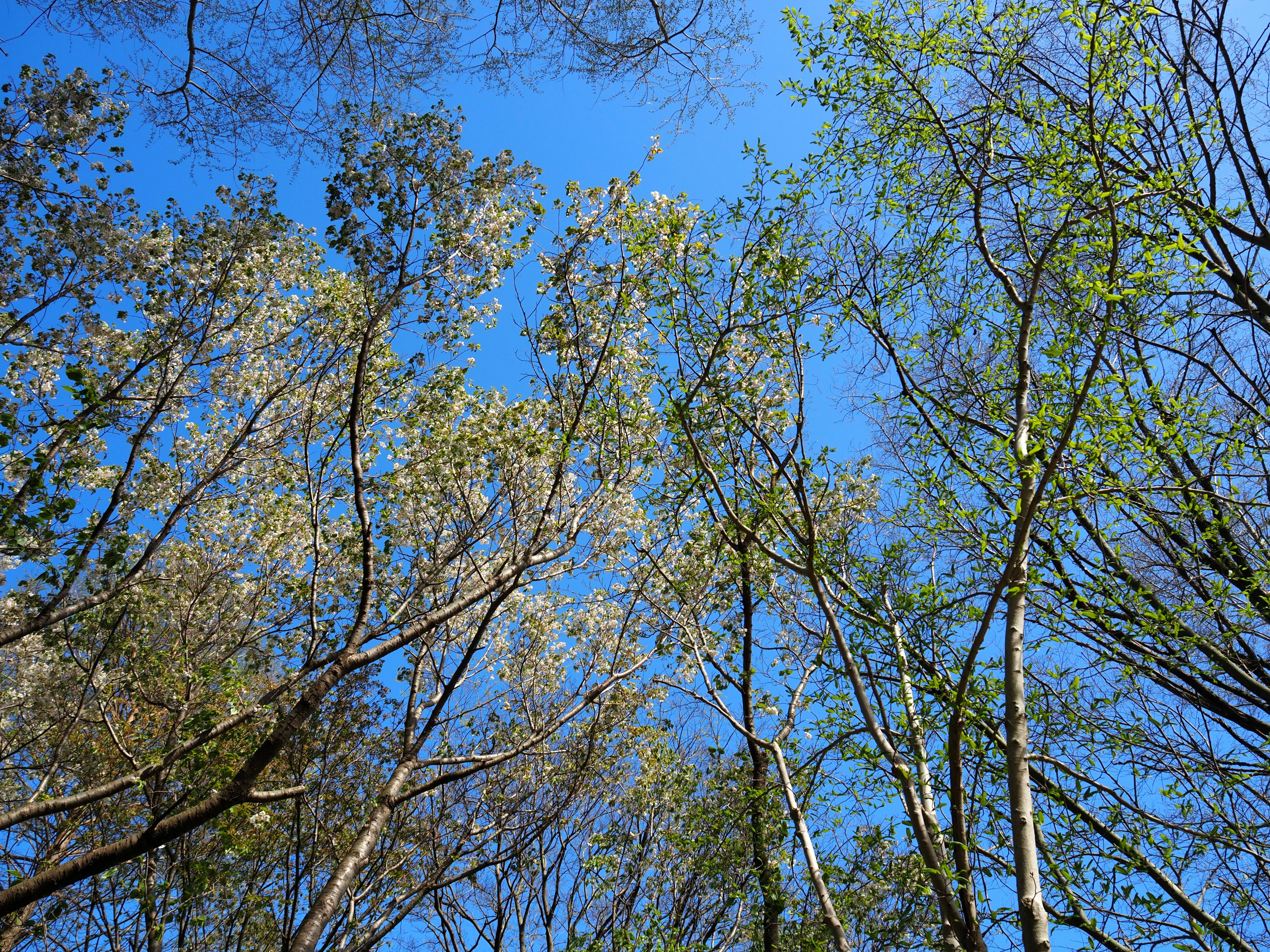 Vista del cielo azul y árboles verdes frescos desde abajo